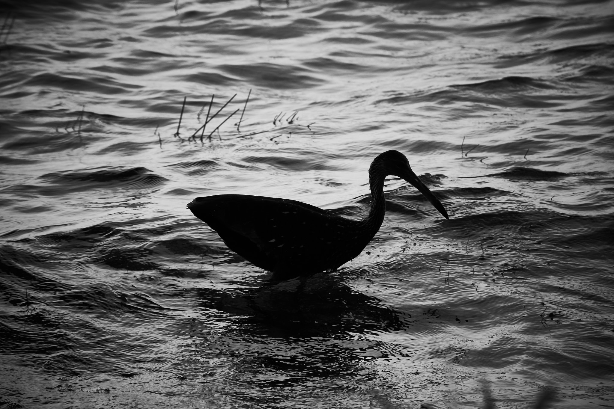 Sony DT 18-200mm F3.5-6.3 sample photo. At the lagoon photography