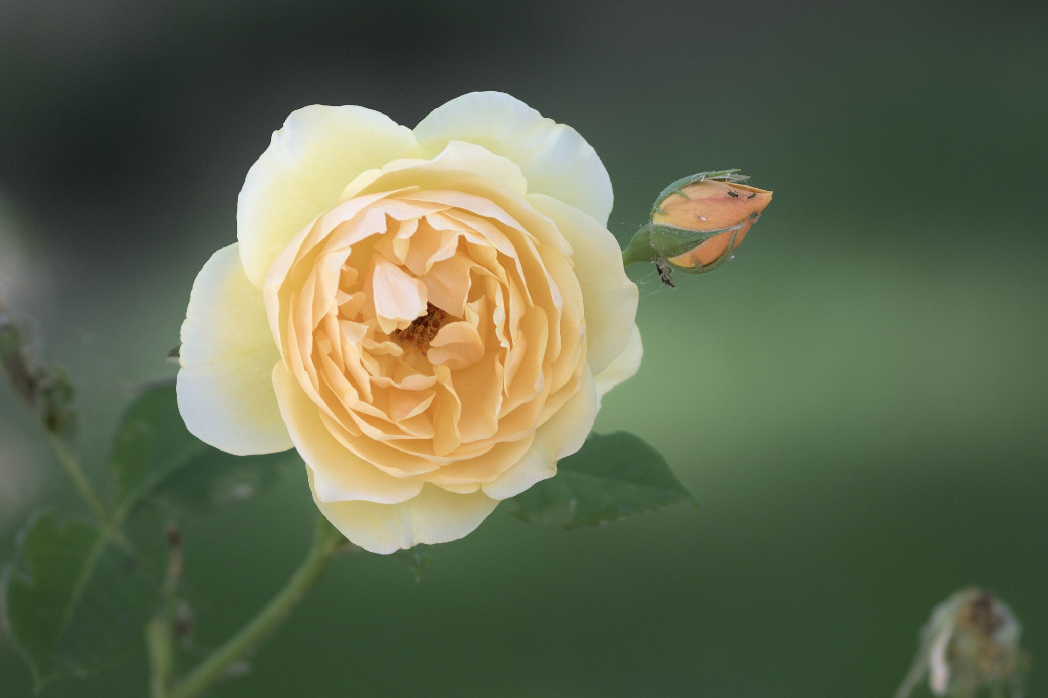 Nikon AF-Nikkor 80-200mm F2.8D ED sample photo. Rosamarilla photography