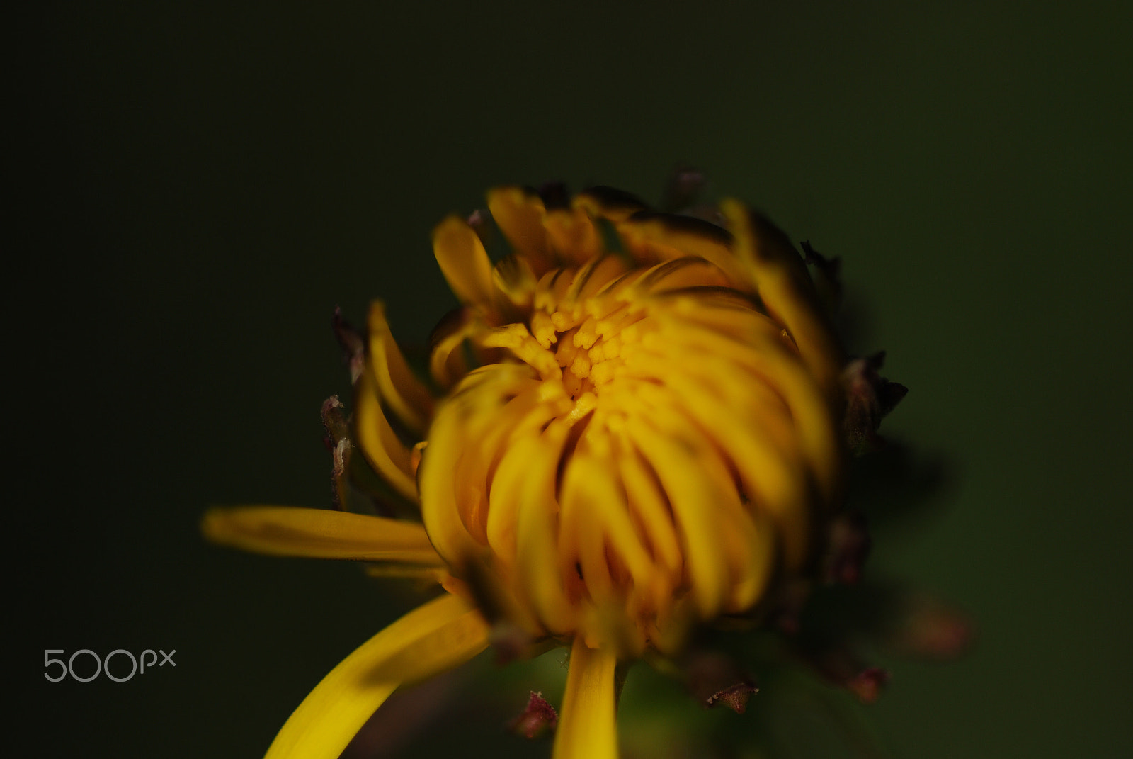 Nikon D40X + Nikon AF Micro-Nikkor 60mm F2.8D sample photo. Flower #30 photography