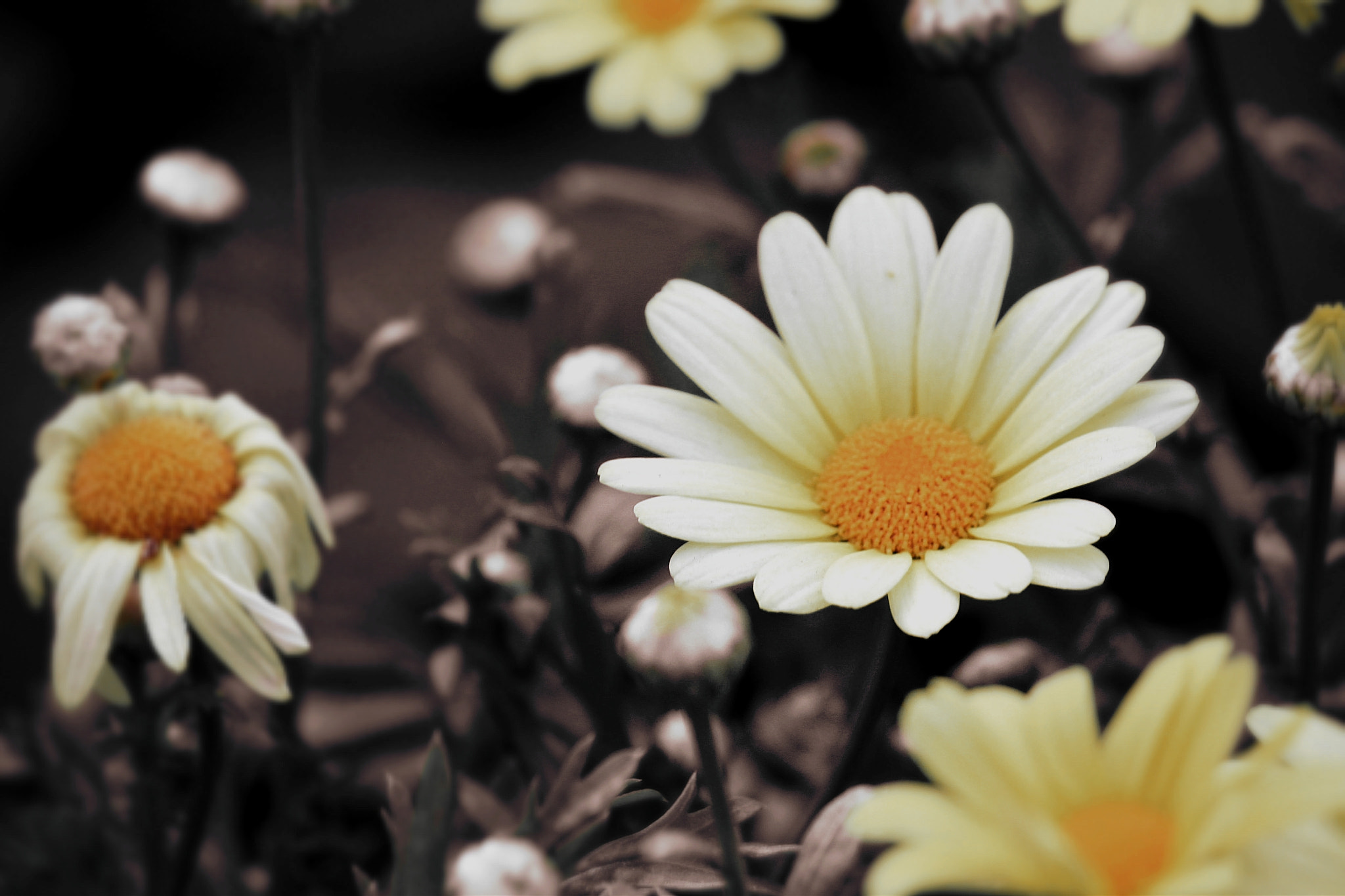 Canon EF-S 55-250mm F4-5.6 IS II sample photo. Flower photography