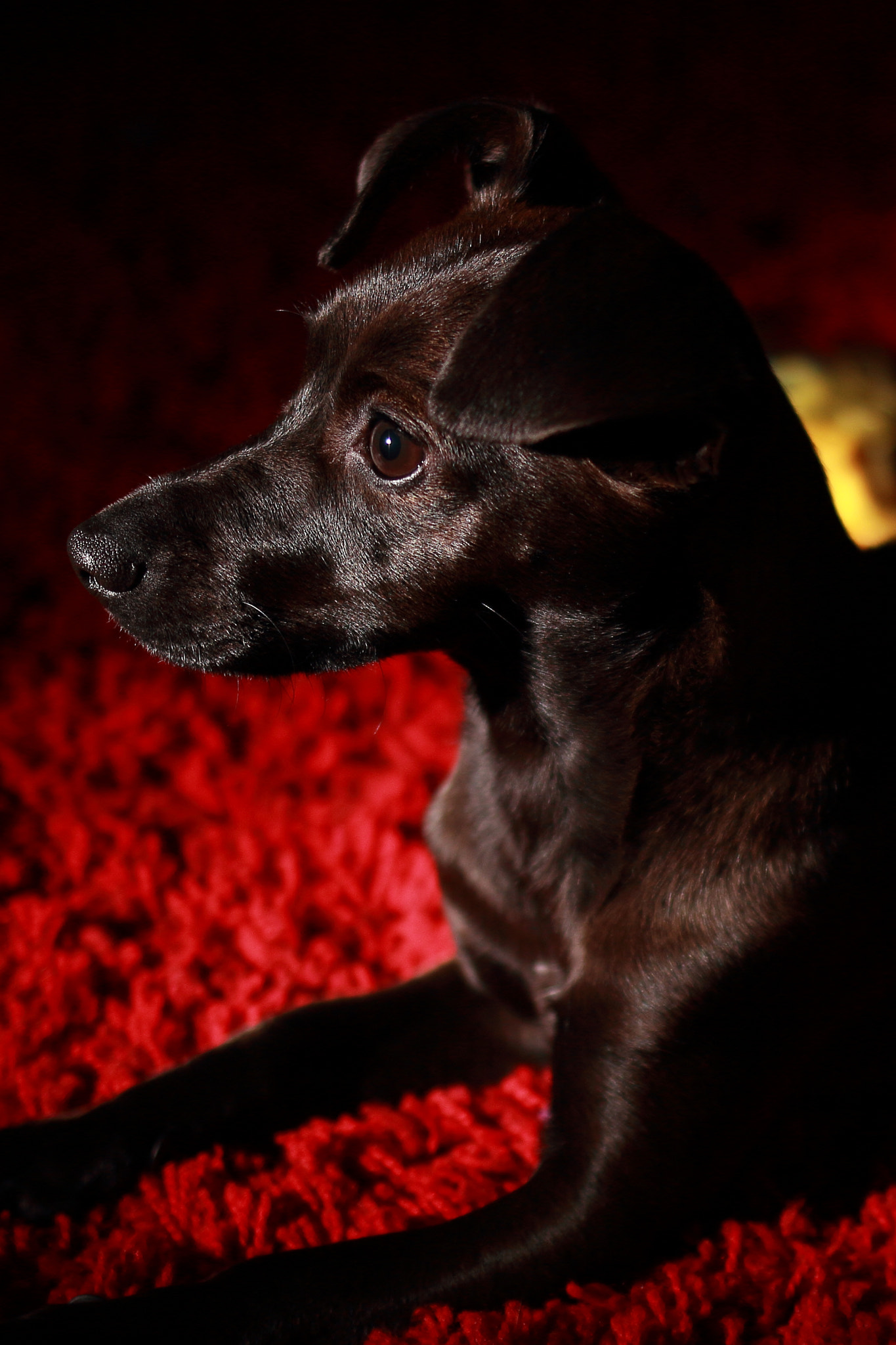 Canon EOS 60D + Canon EF 35mm F2 IS USM sample photo. Dog caught in the flash photography
