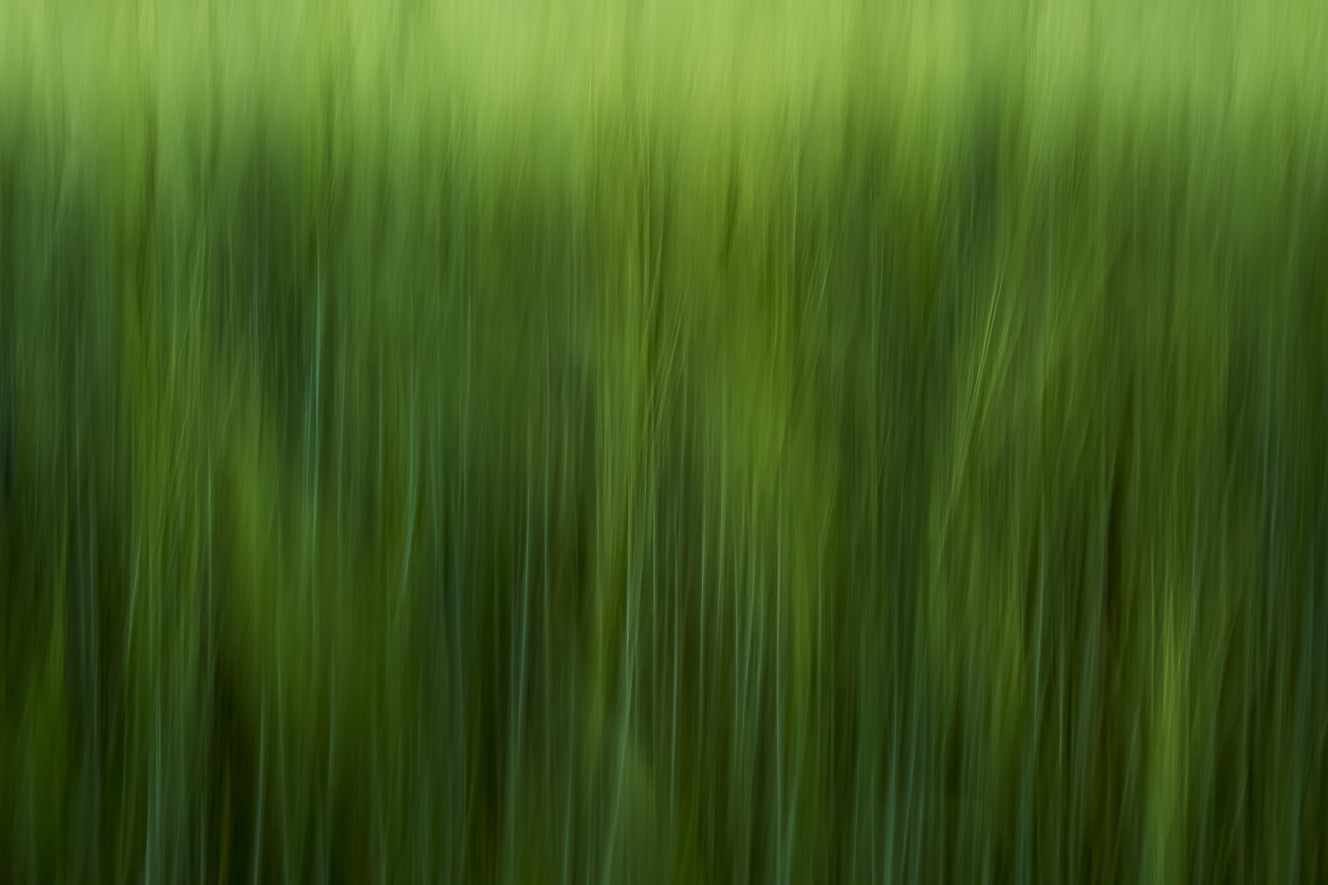 Canon EF 28-135mm F3.5-5.6 IS USM sample photo. It´s green :) photography