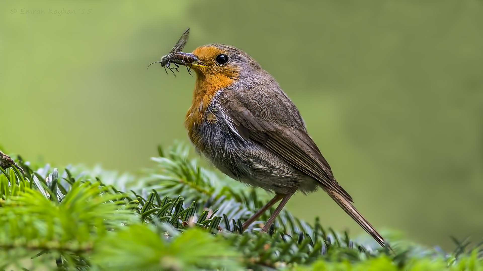 Canon EOS 7D + Canon EF 400mm F5.6L USM sample photo. European robin photography