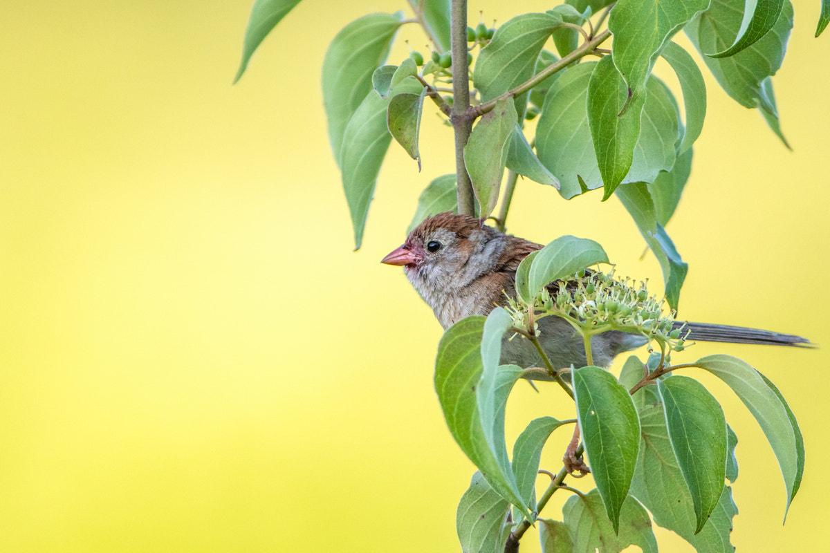 Canon EOS 7D Mark II + Canon EF 200-400mm F4L IS USM Extender 1.4x sample photo. Field sparrow photography