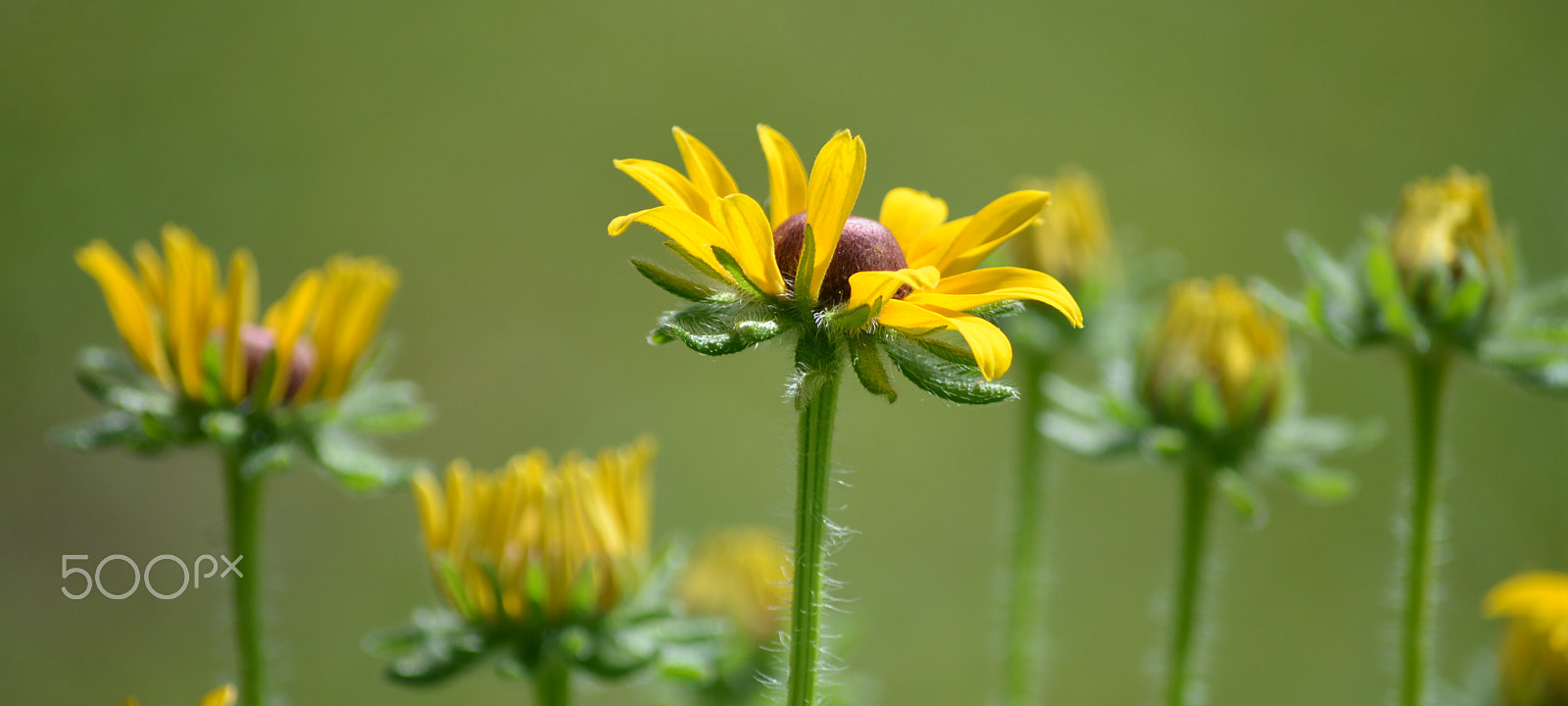 Nikon D600 sample photo. How does your garden grow? photography