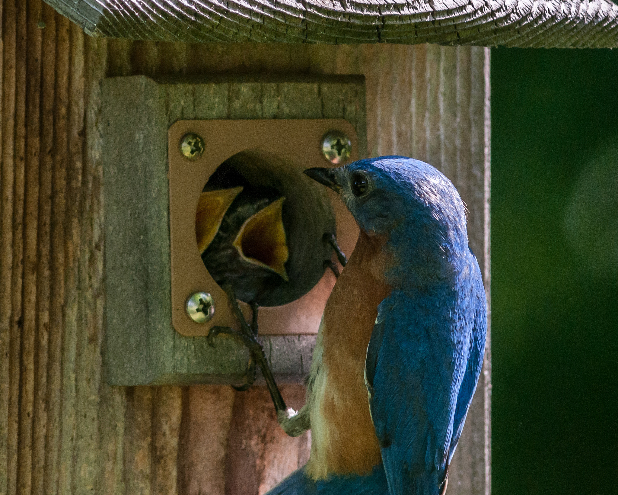 Nikon D300 + AF Nikkor 300mm f/4 IF-ED sample photo. Lunchtime photography