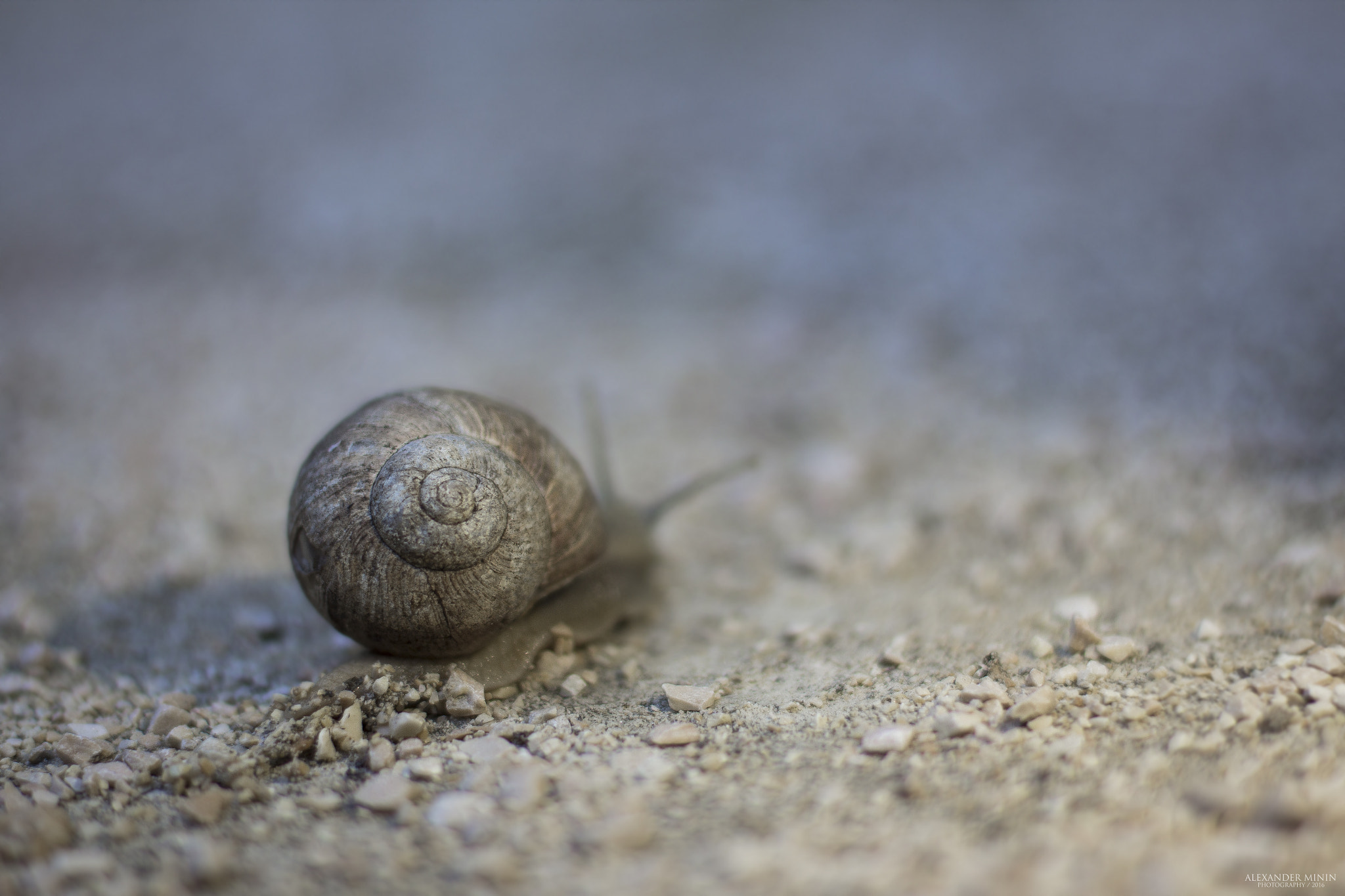 Canon EOS 60D + Canon EF 50mm F1.4 USM sample photo. The snail shot out its horns photography