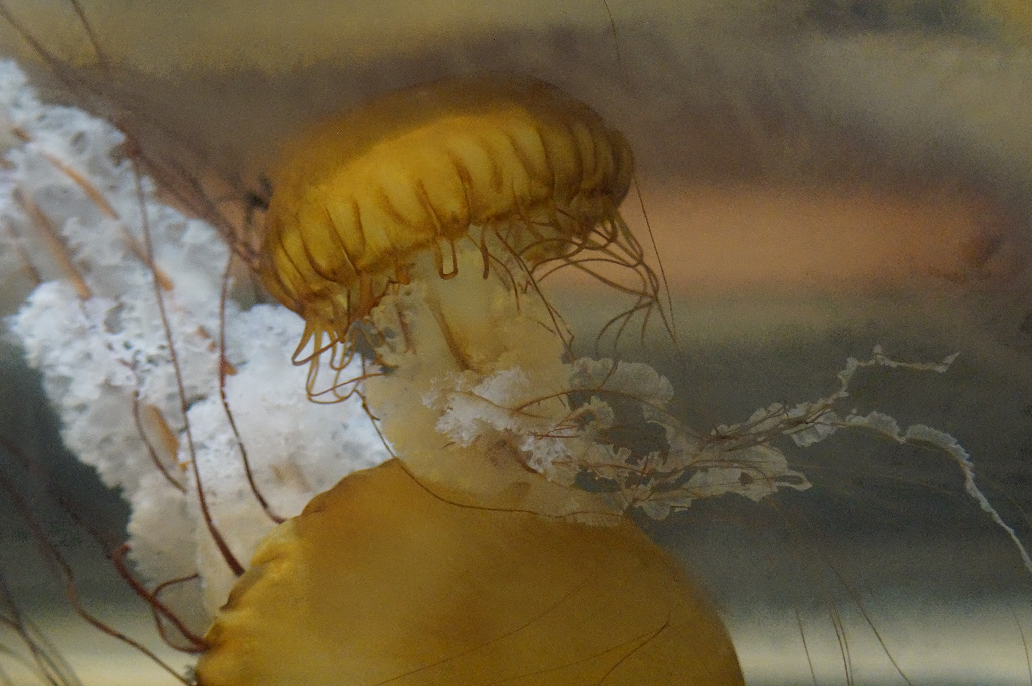 Tamron Lens (129) sample photo. Two jellyfish photography