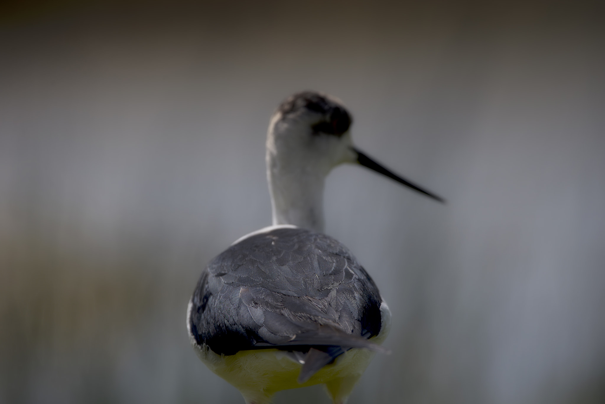 Sigma 150-600mm F5-6.3 DG OS HSM | C sample photo. Another way of shooting birds photography