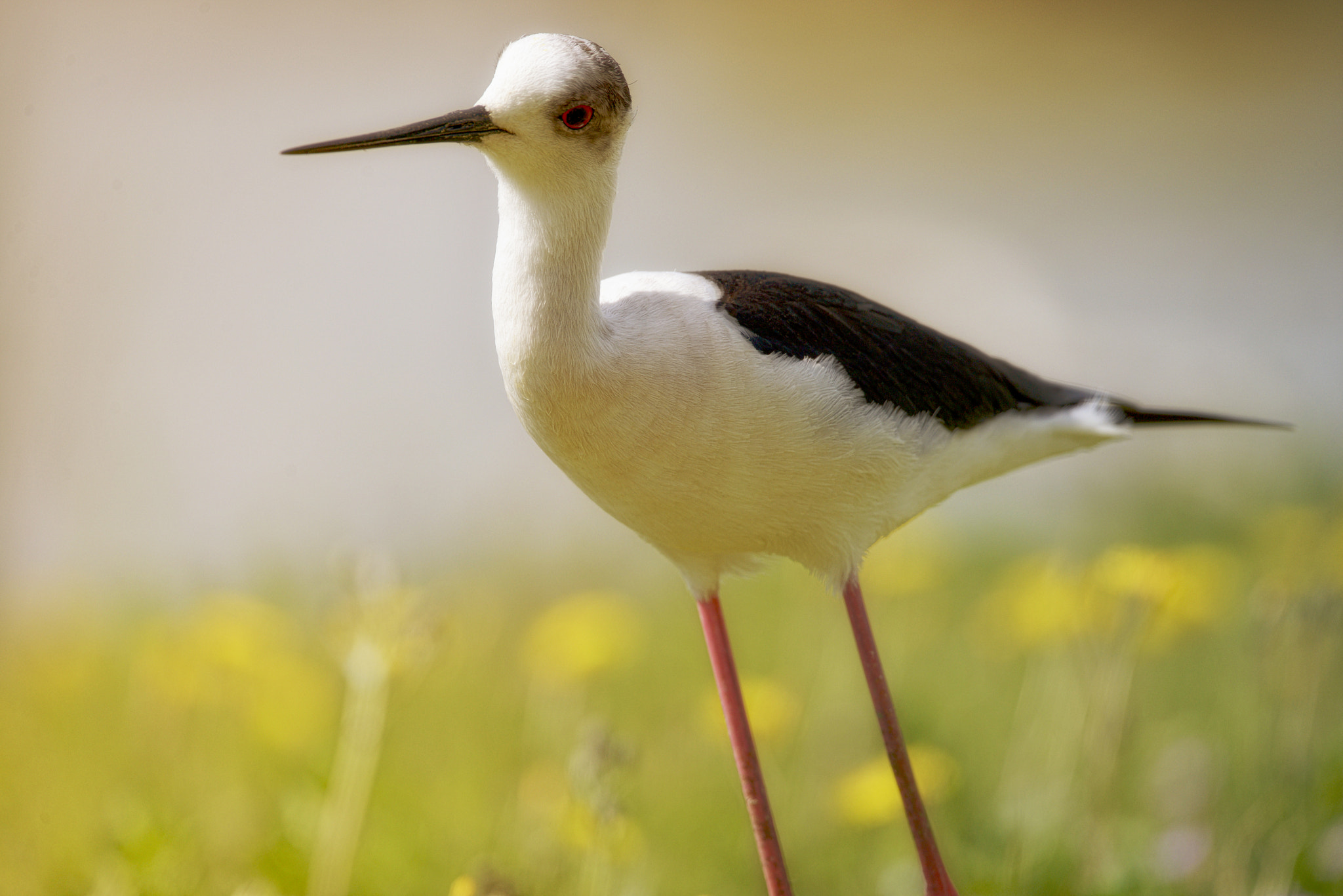Sigma 150-600mm F5-6.3 DG OS HSM | C sample photo. Gentle stilt photography