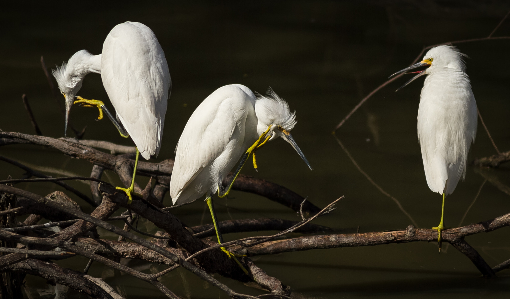 Canon EOS 7D + Canon EF 400mm F5.6L USM sample photo. Three snowy egrets #1.jpg photography