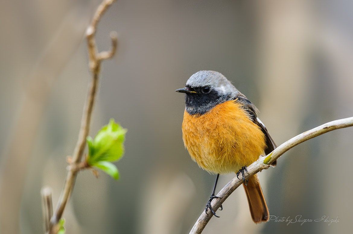 Nikon D300 + Nikon AF-S Nikkor 500mm F4G ED VR sample photo. Daurian redstart photography