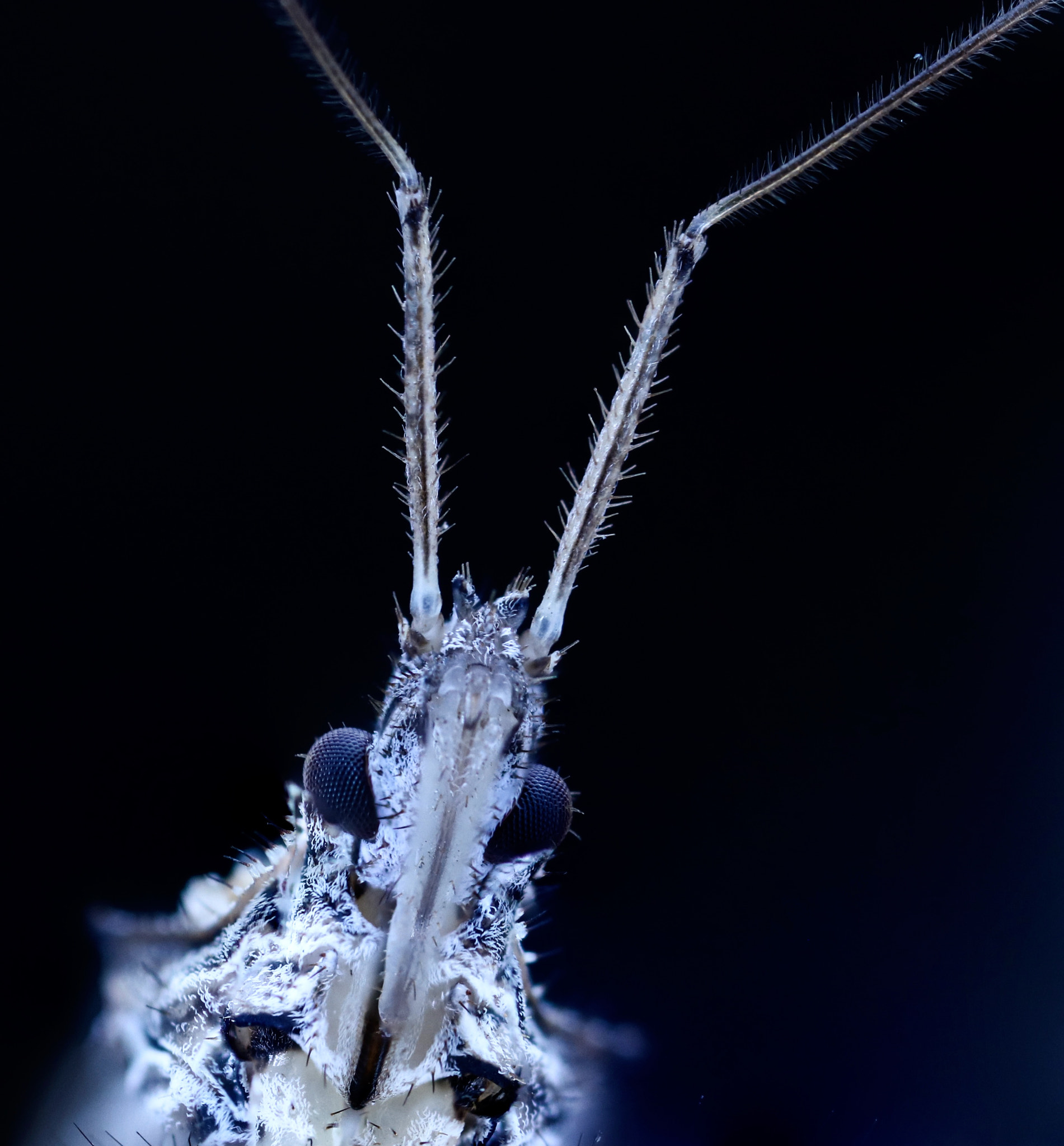 Canon MP-E 65mm F2.5 1-5x Macro Photo sample photo. Insect sunday photography