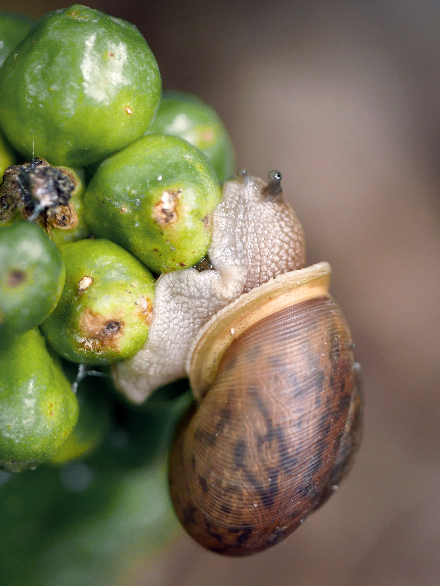 Panasonic Leica DG Macro-Elmarit 45mm F2.8 ASPH OIS sample photo. Snail photography
