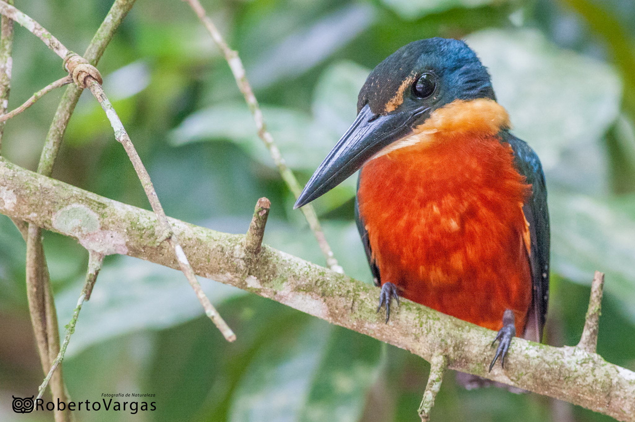 Canon EOS 40D + Canon EF 400mm F5.6L USM sample photo. Chloroceryle inda / martín pescador vientrirrufo / green-and-rufous kingfisher photography