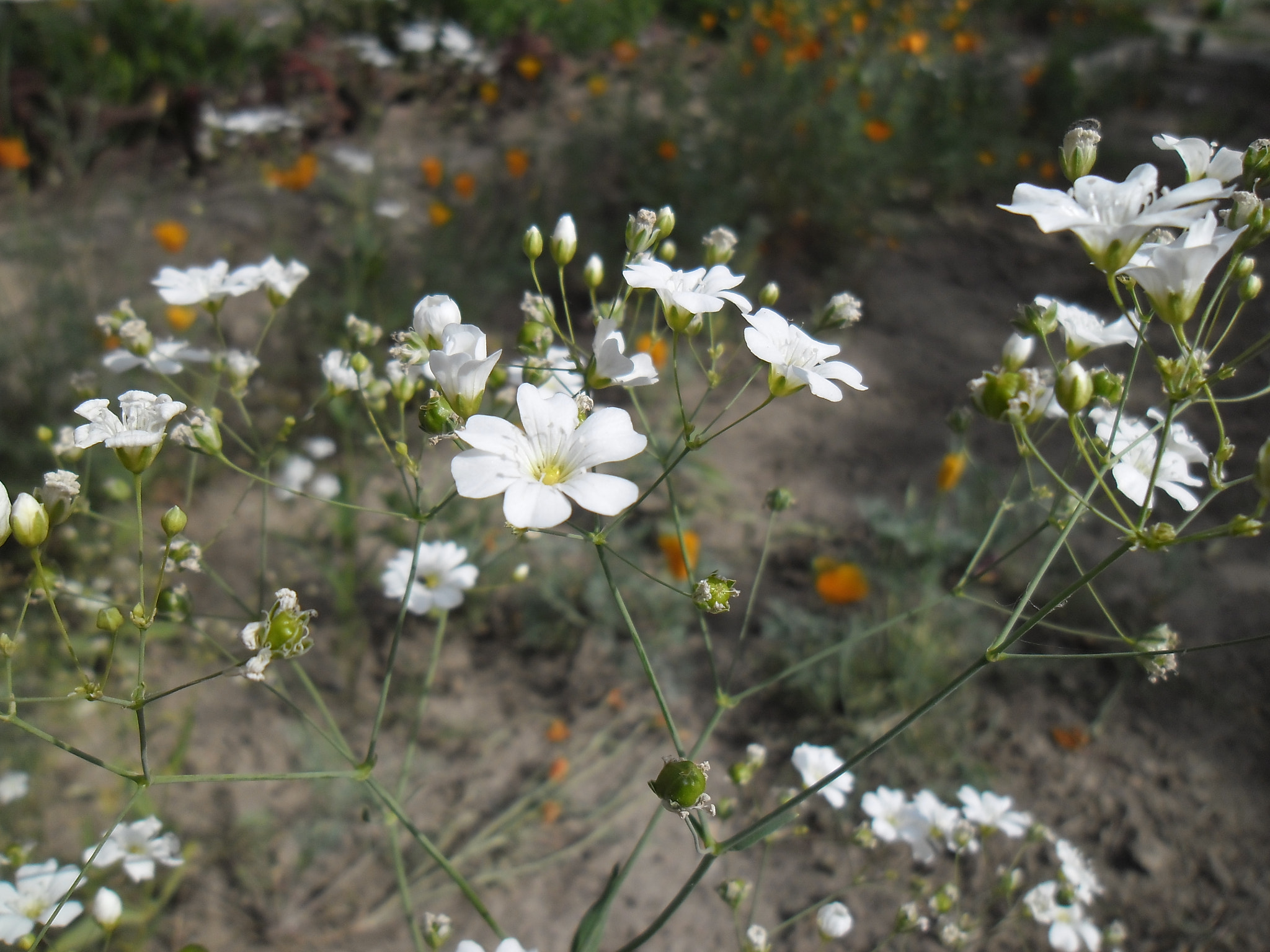 Samsung ES90/ ES91 sample photo. Ясколка войлочная (лат. cerāstium tomentōsum) photography