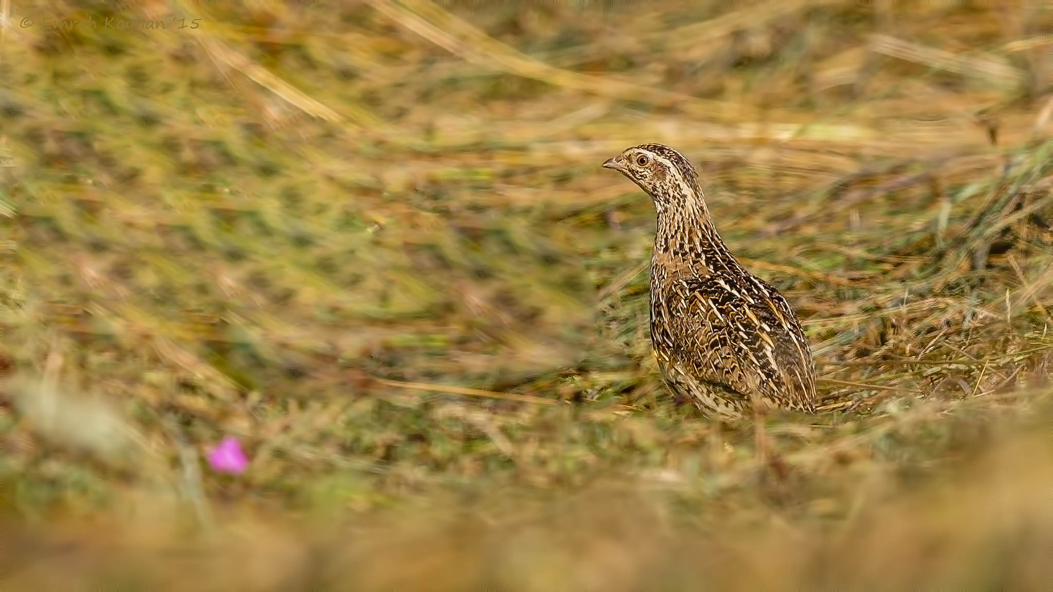 Canon EOS 7D + Canon EF 600mm F4L IS II USM sample photo. Common quail photography