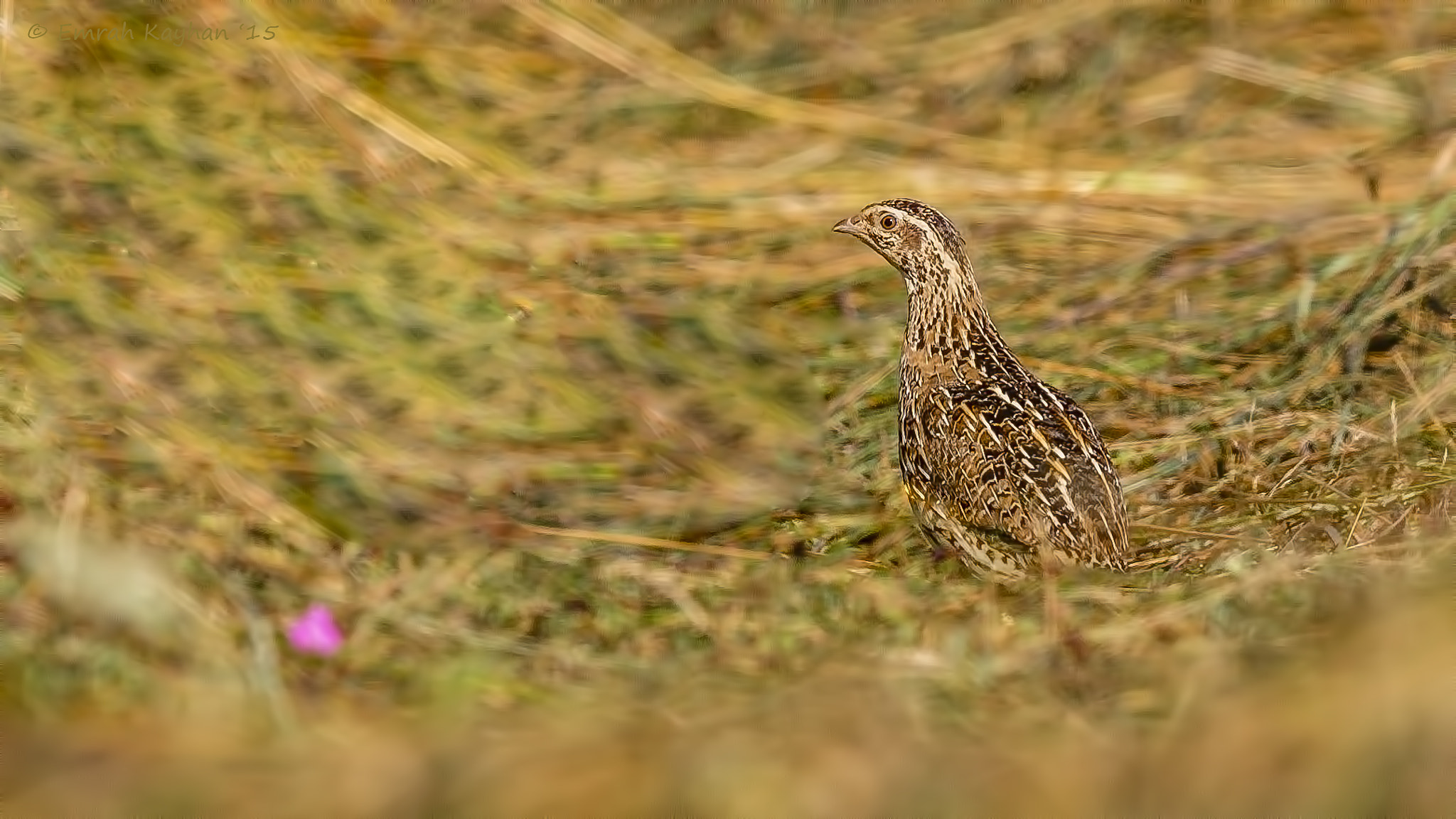 Canon EF 600mm F4L IS II USM sample photo. Common quail photography