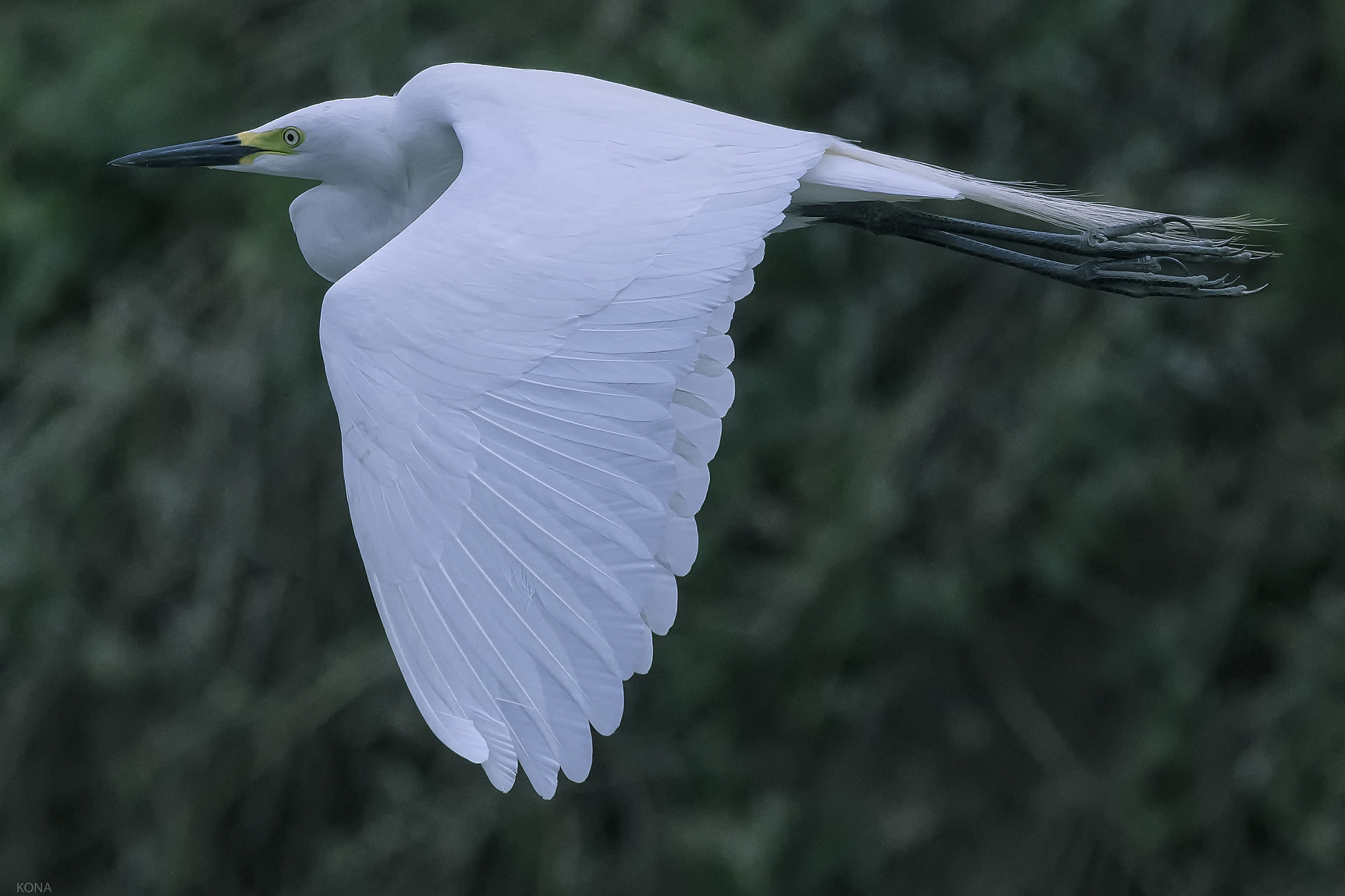 Nikon AF-S Nikkor 400mm F2.8G ED VR II sample photo. Sagi photography