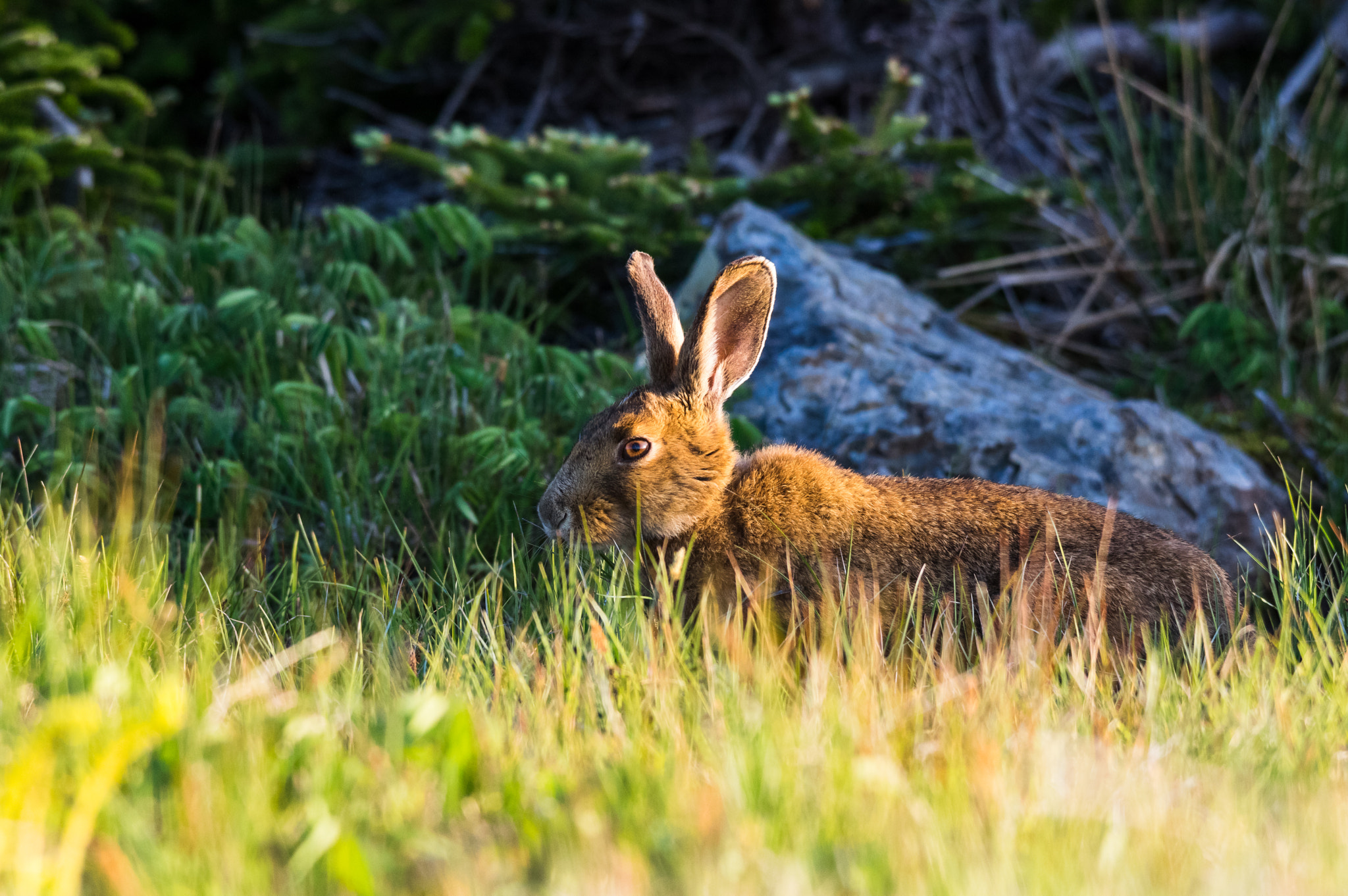 Pentax K-3 + Sigma 150-500mm F5-6.3 DG OS HSM sample photo. Lepus timidus photography