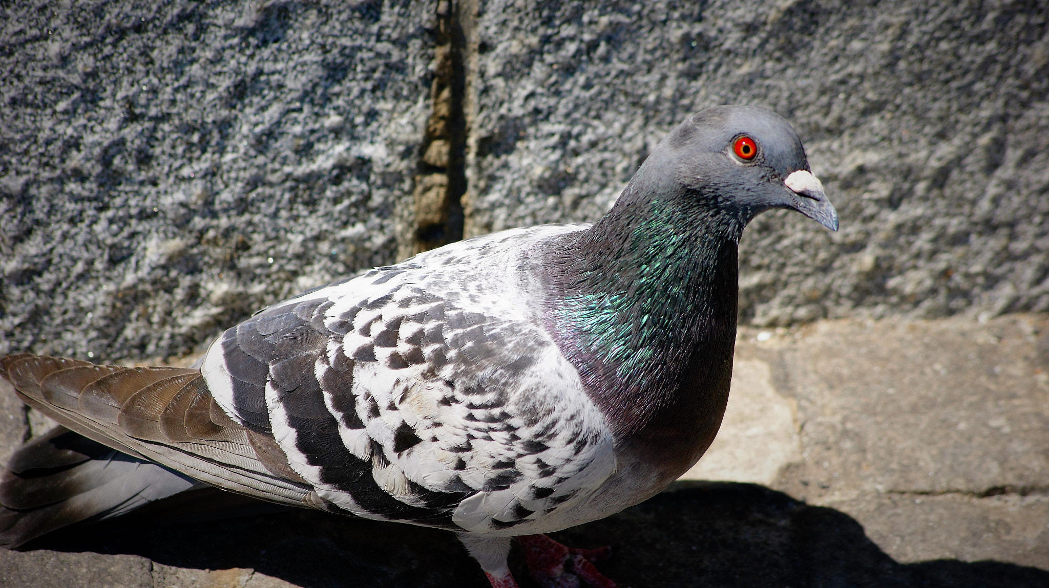 Sony Alpha DSLR-A380 sample photo. Pigeon photography
