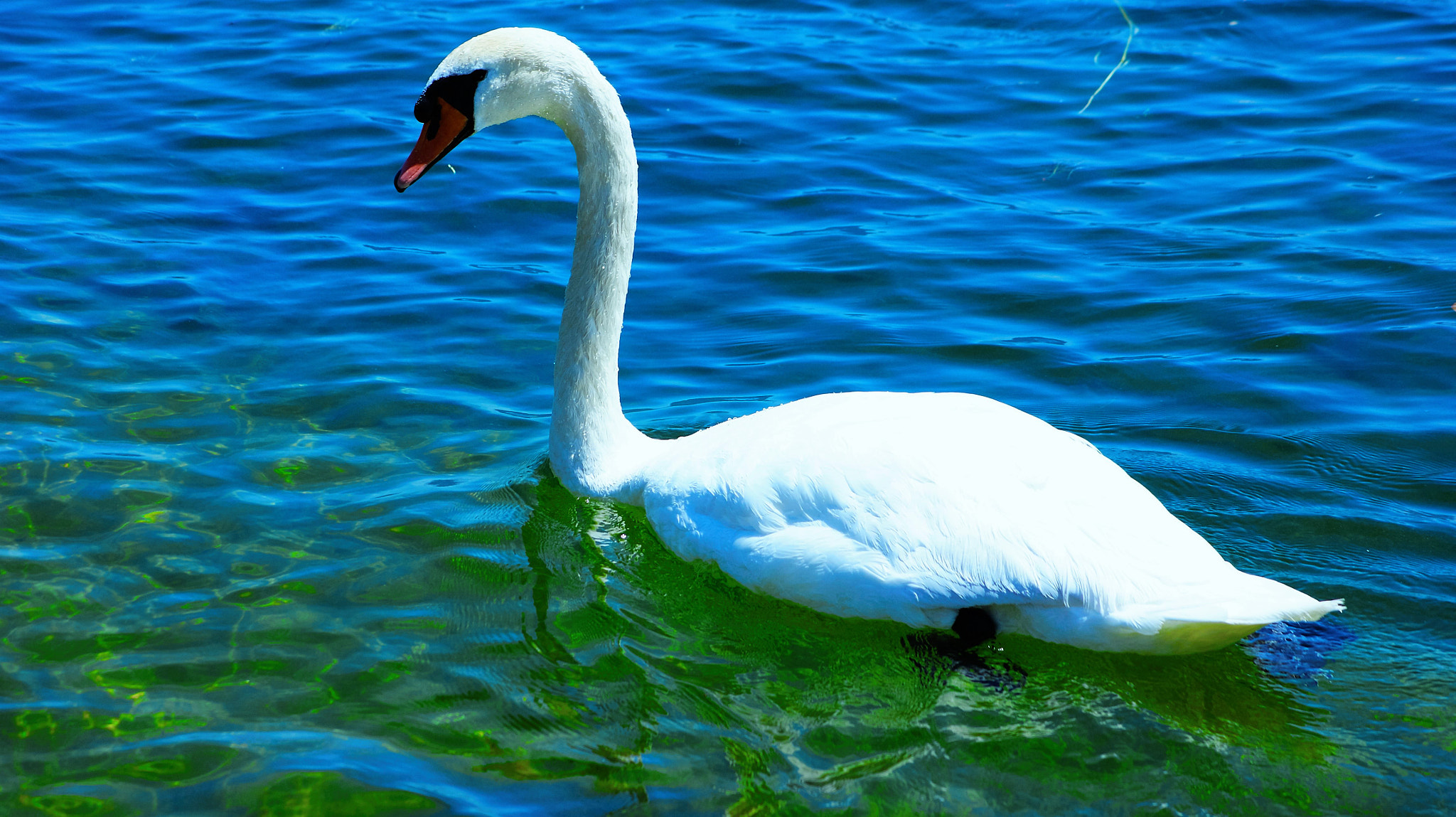 Sony Alpha DSLR-A380 sample photo. Swiss swan photography