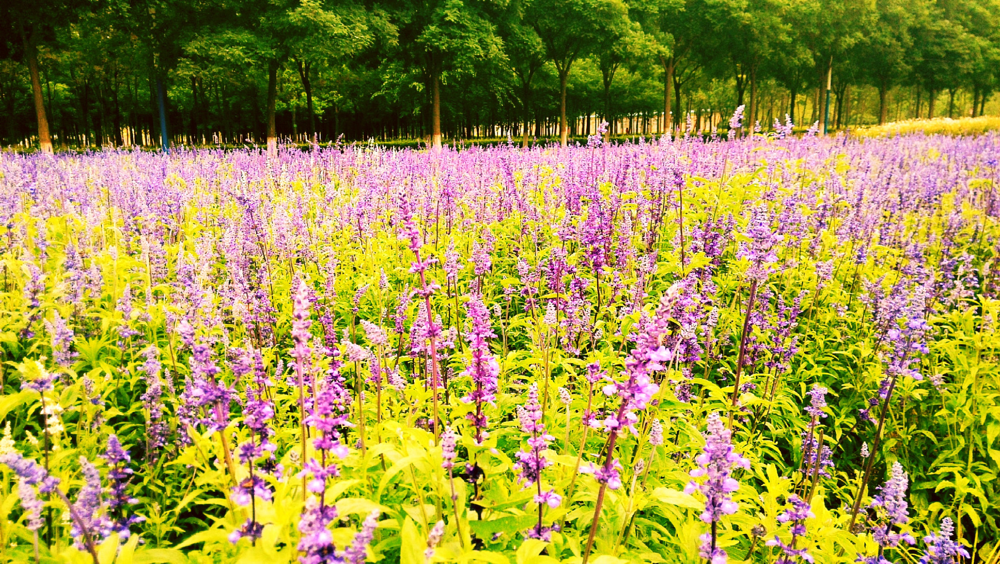 Xiaomi MI3 sample photo. Flower photography