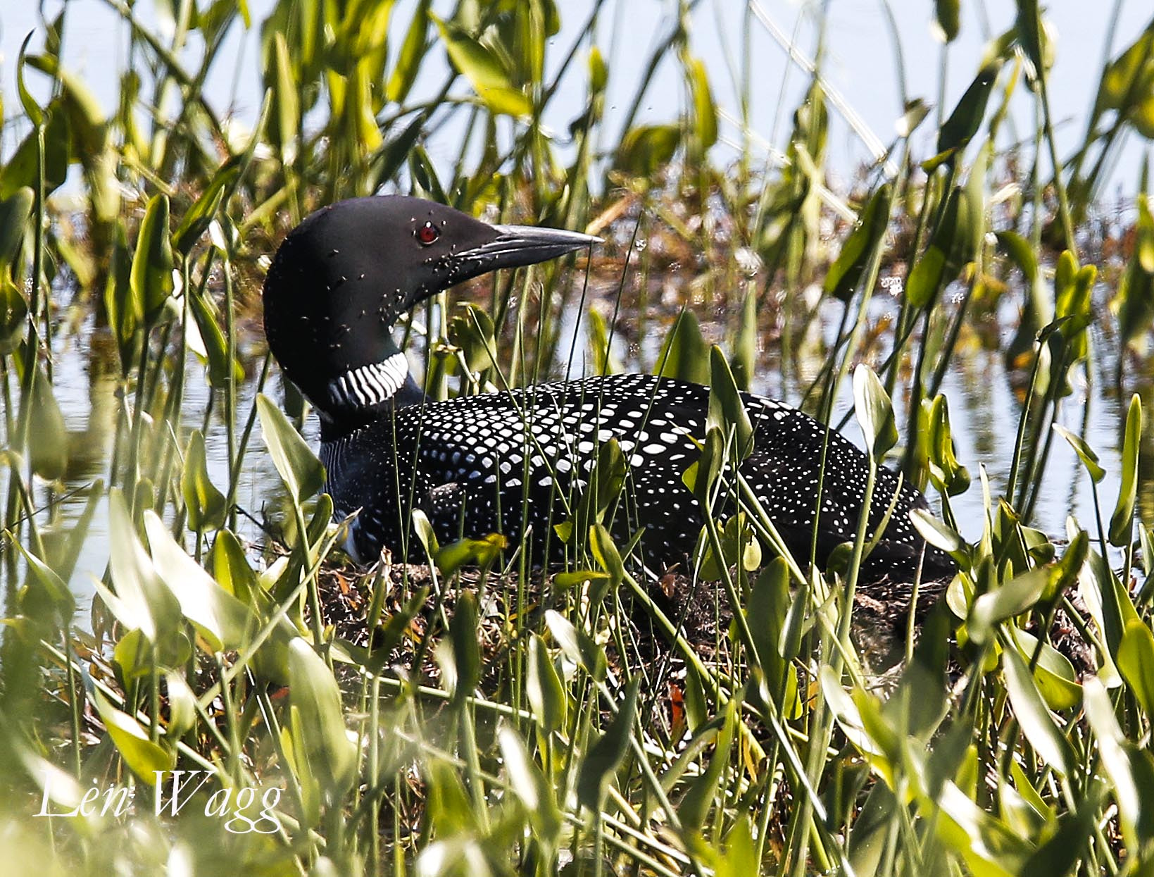 Canon EF 400mm F2.8L IS II USM sample photo. Loon nest photography