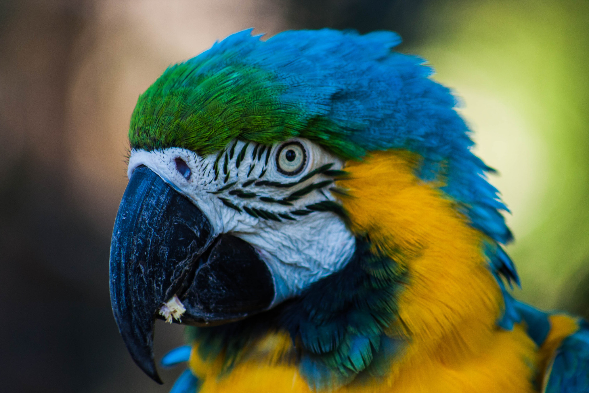 Canon EOS 40D + EF75-300mm f/4-5.6 sample photo. Macaw face time photography