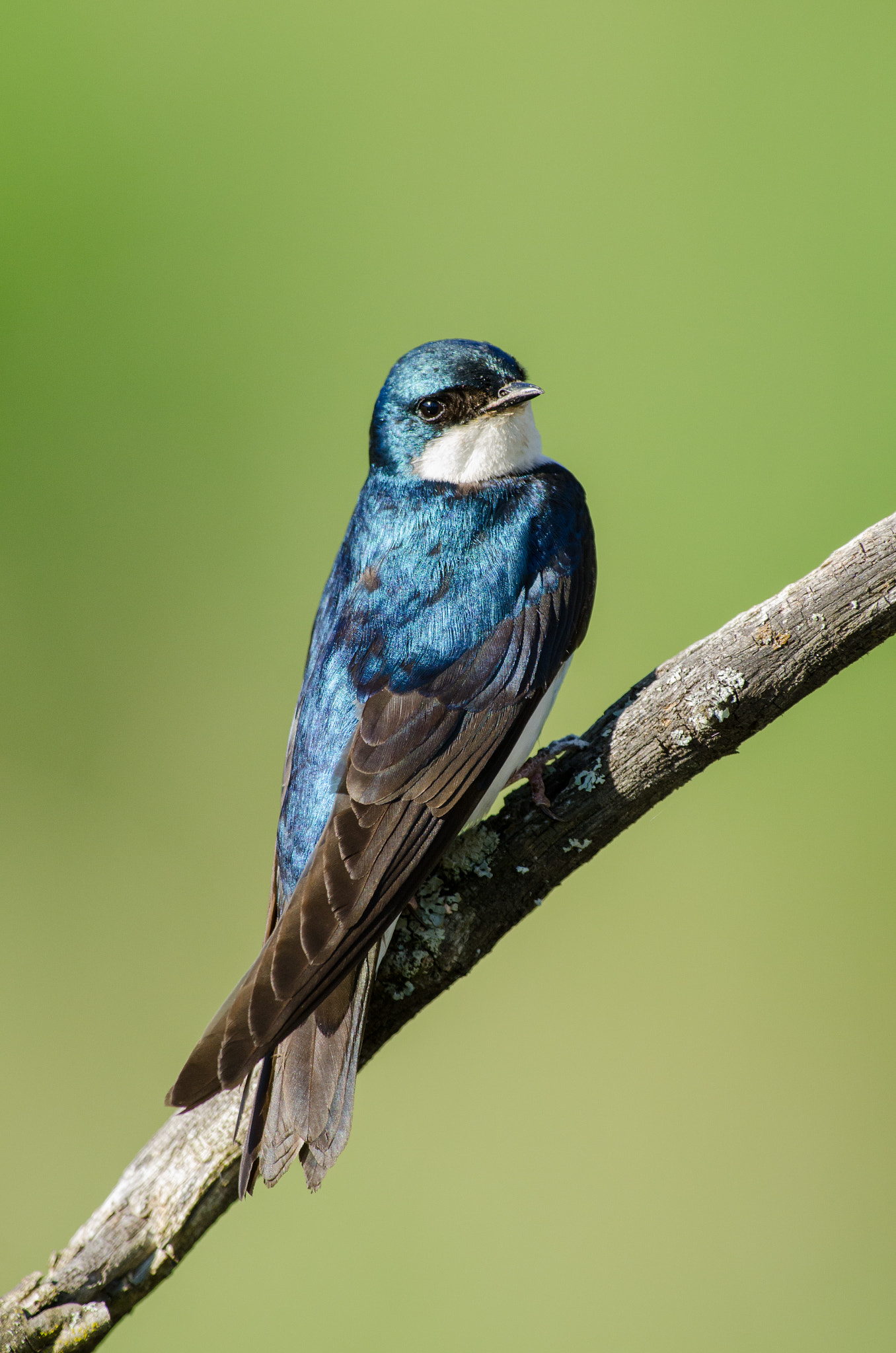 Nikon D7000 + AF-S Nikkor 300mm f/2.8D IF-ED II sample photo. Tree swallow photography