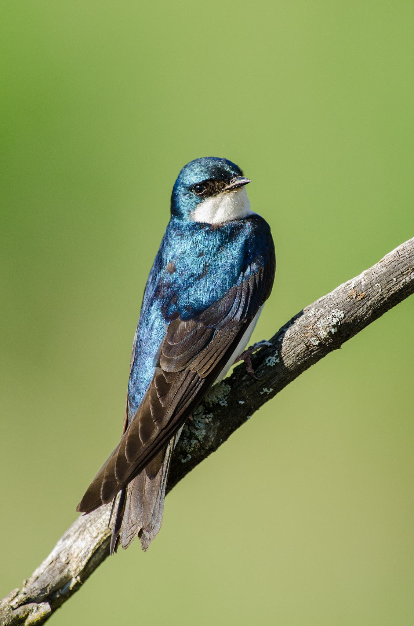 AF-S Nikkor 300mm f/2.8D IF-ED II sample photo. Tree swallow photography