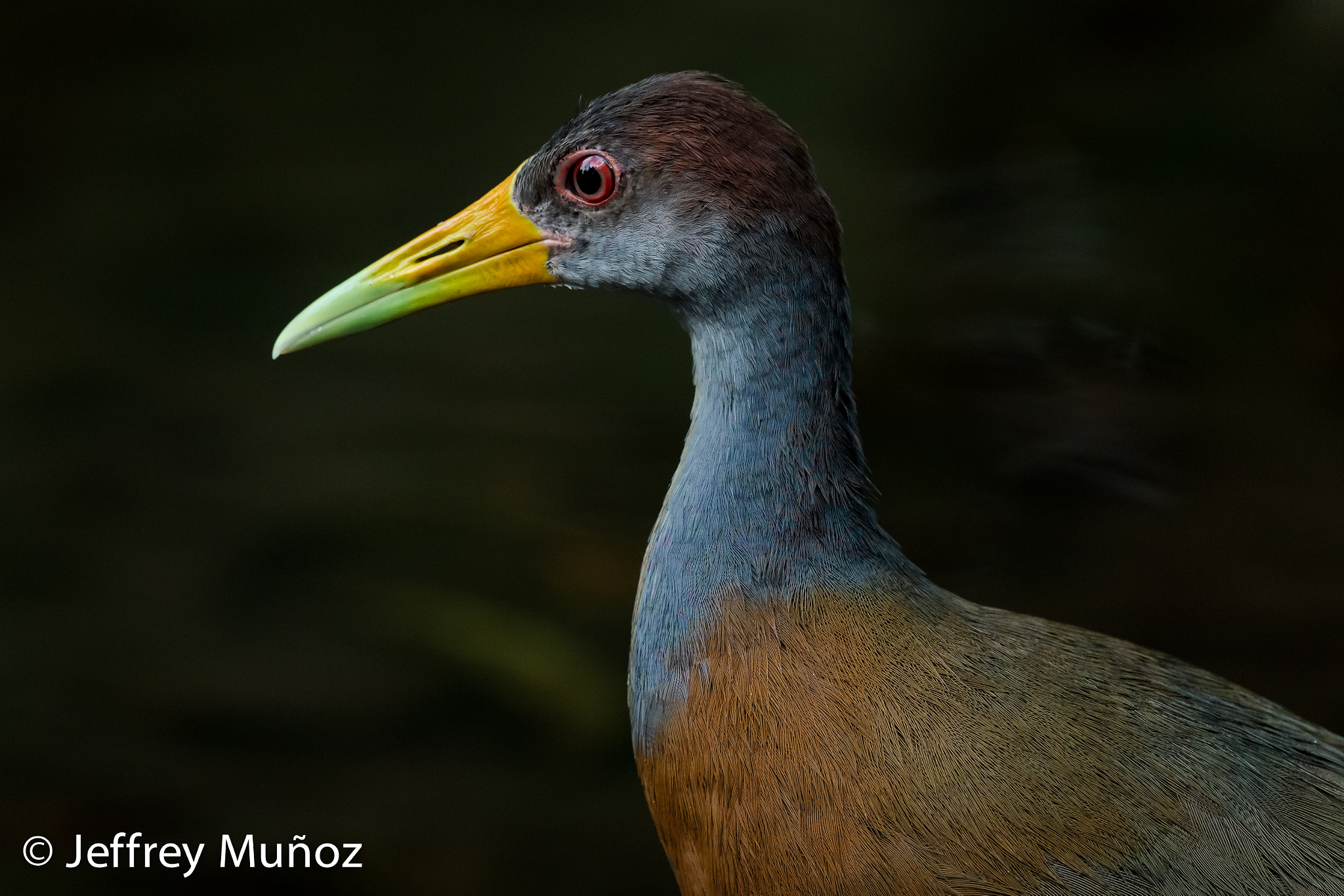 Canon EF 300mm F2.8L IS II USM sample photo. Gray-necked woodrail photography