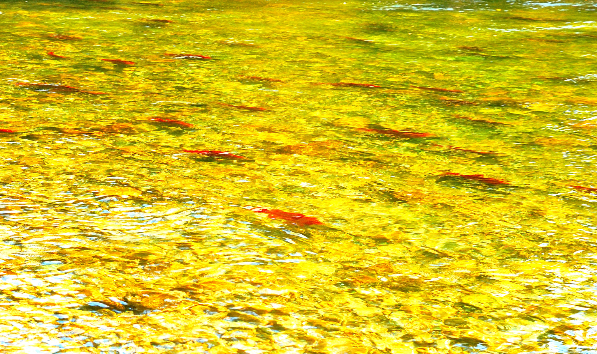 Nikon D50 sample photo. Salmon photography