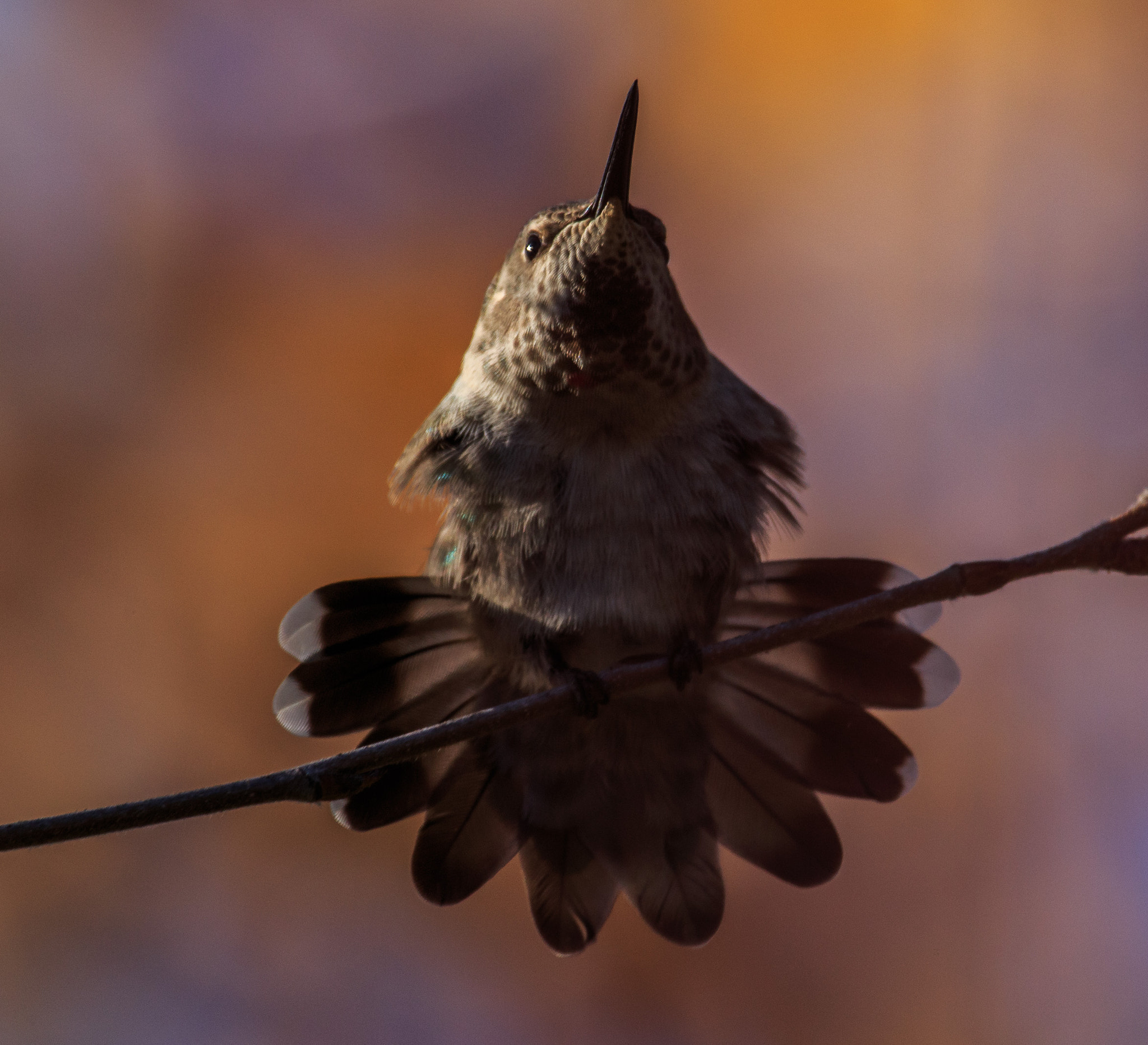 Canon EF 100-400mm F4.5-5.6L IS USM sample photo. Show off  - anna's humming bird photography