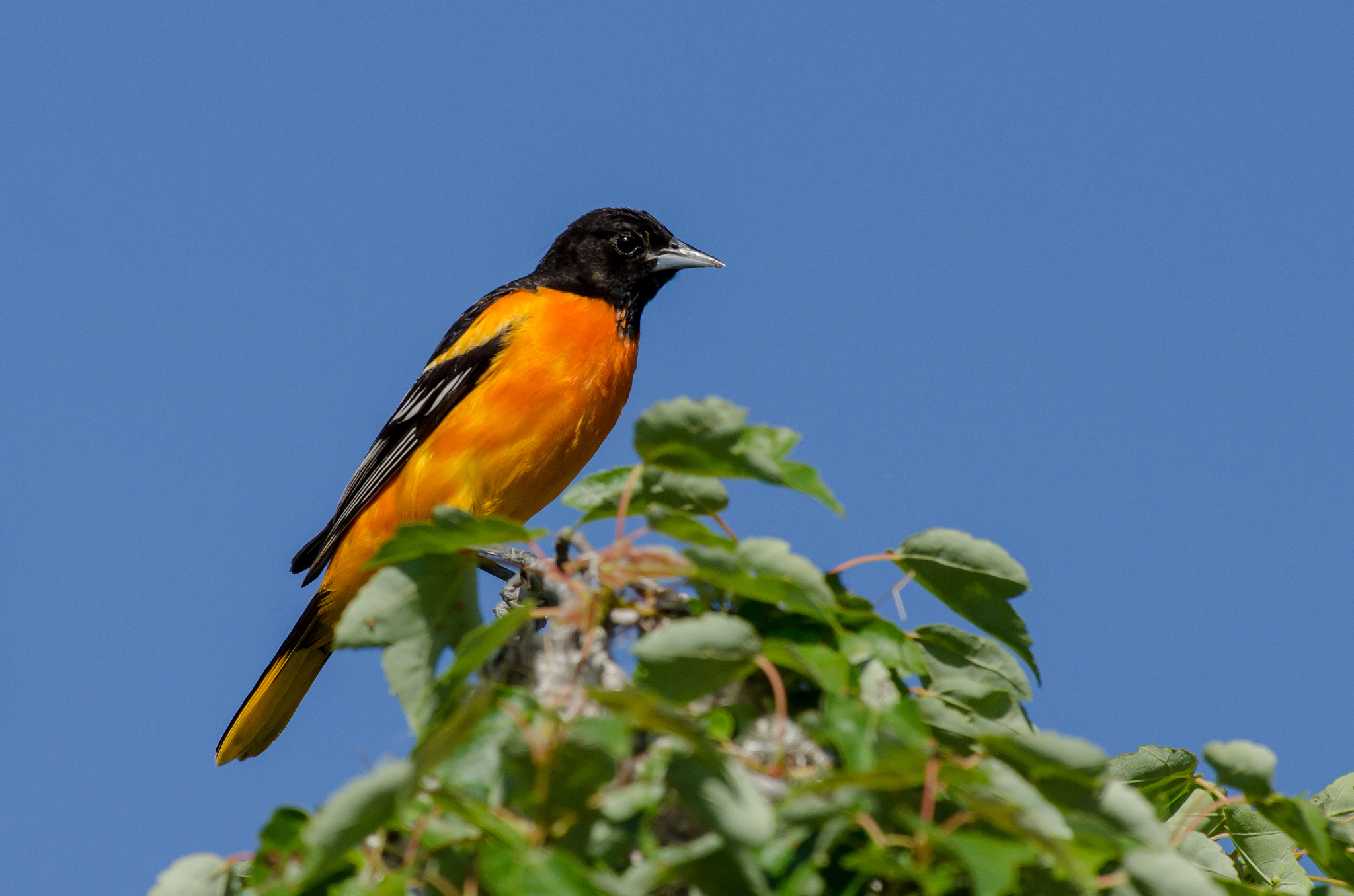 AF-S Nikkor 300mm f/2.8D IF-ED II sample photo. Mr. baltimore oriole photography