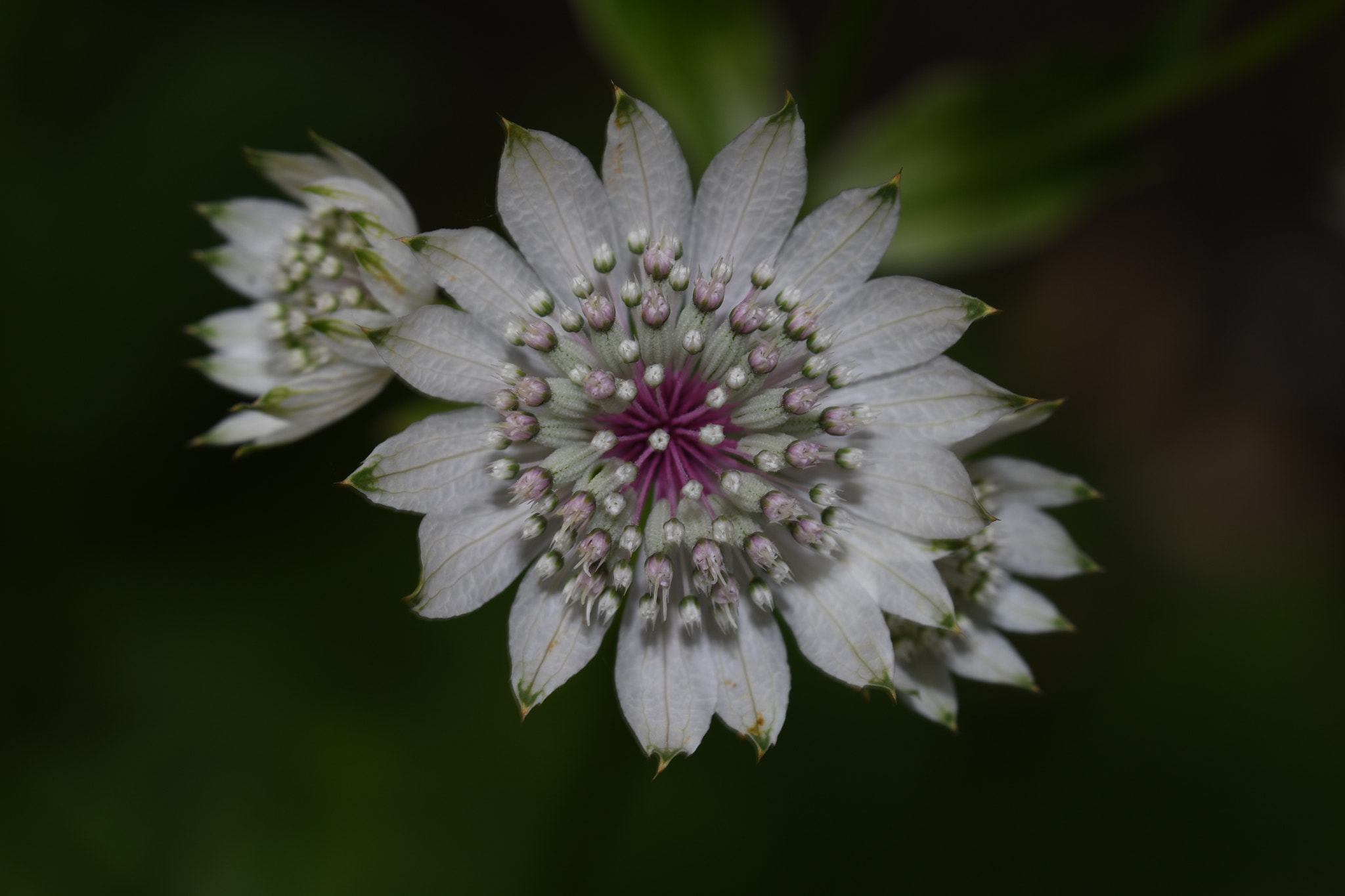 Sigma 150mm F2.8 EX DG OS Macro HSM sample photo. Burst photography
