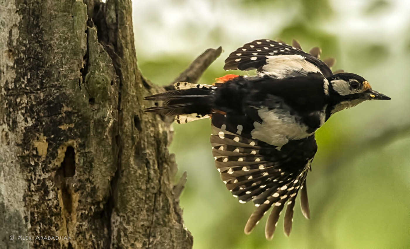 Nikon AF-S Nikkor 400mm F2.8E FL ED VR sample photo. The flying hammer photography