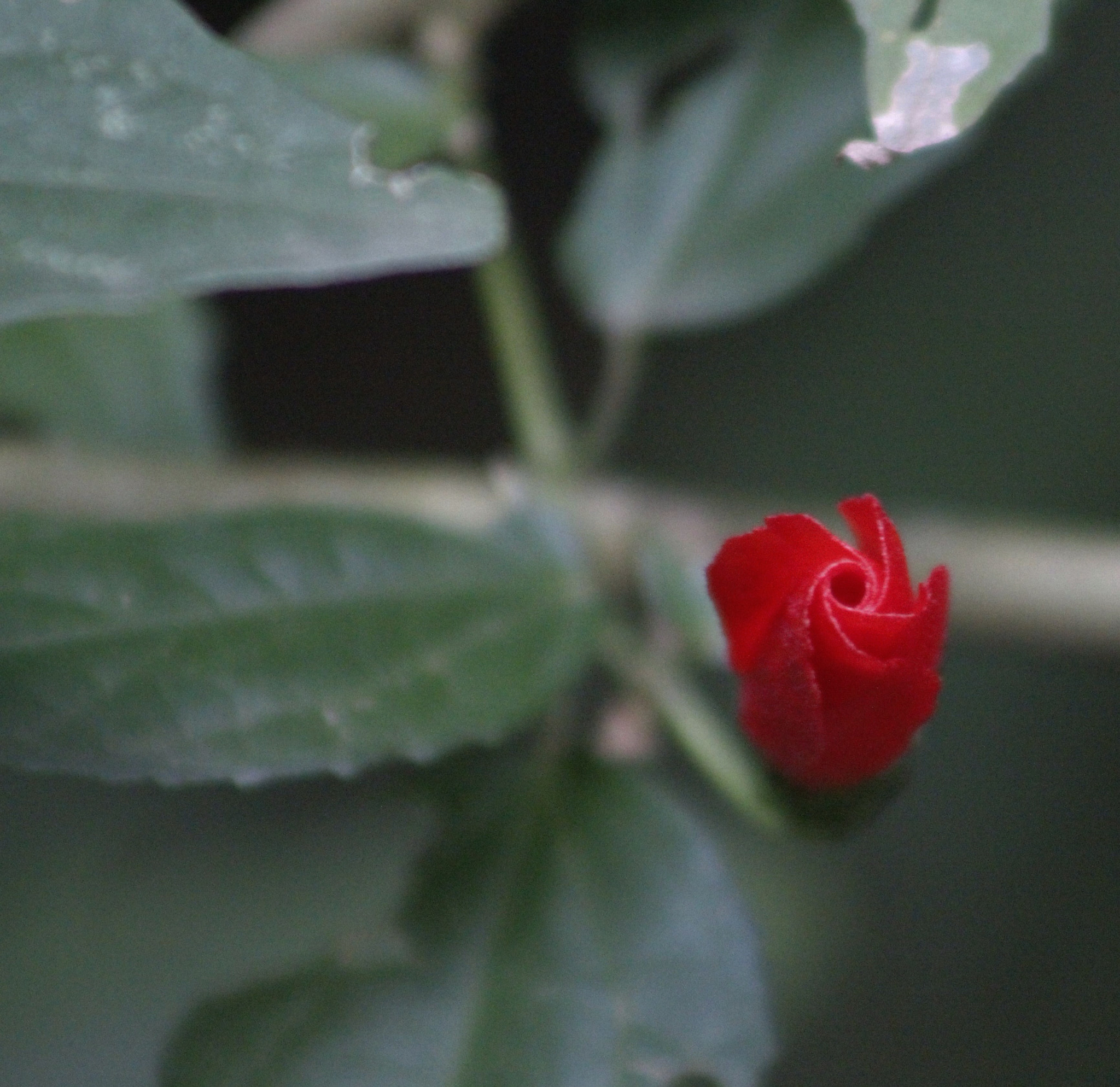 Canon EF 75-300mm f/4-5.6 USM sample photo