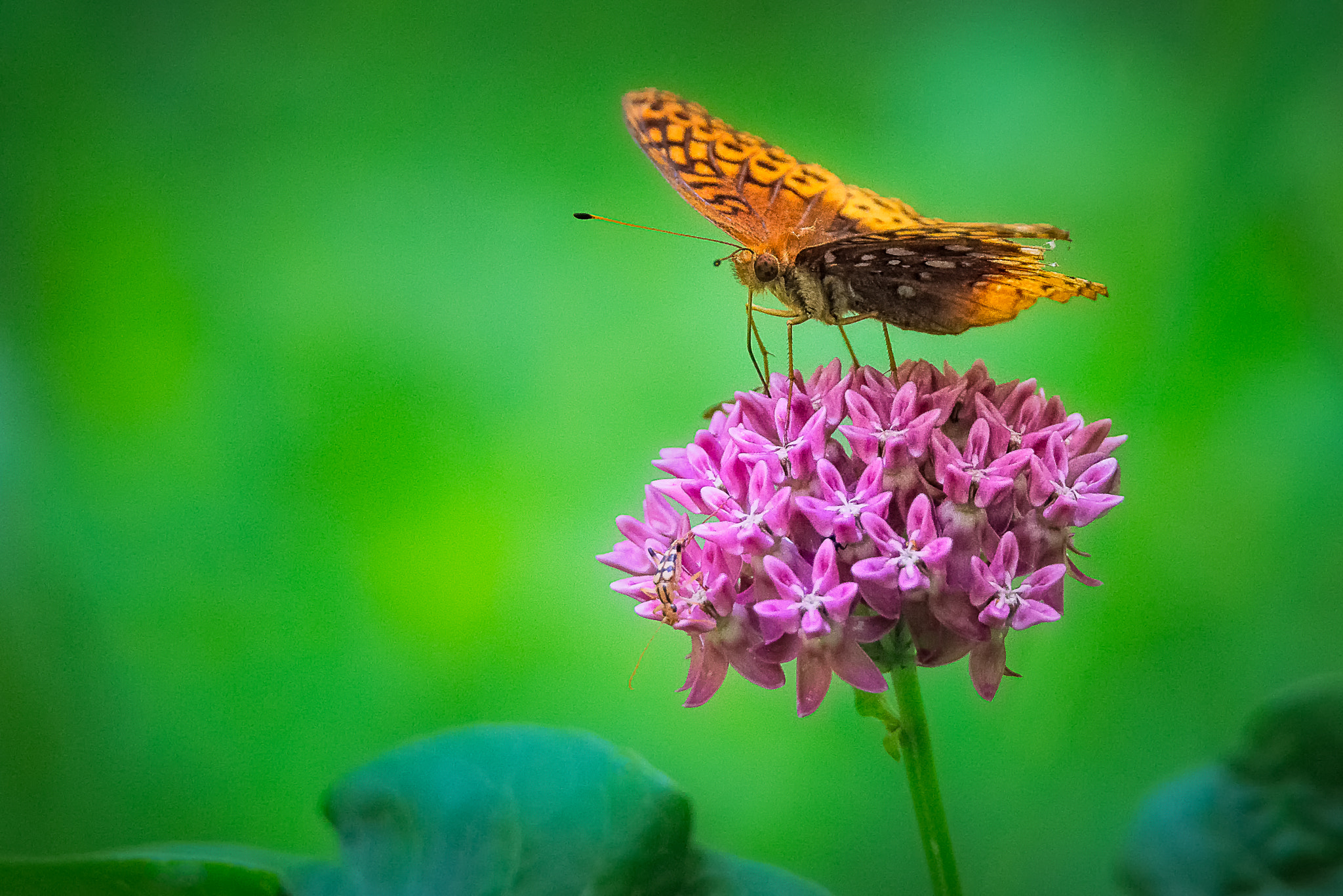 Sigma 150-600mm F5-6.3 DG OS HSM | S sample photo. Spring in action photography