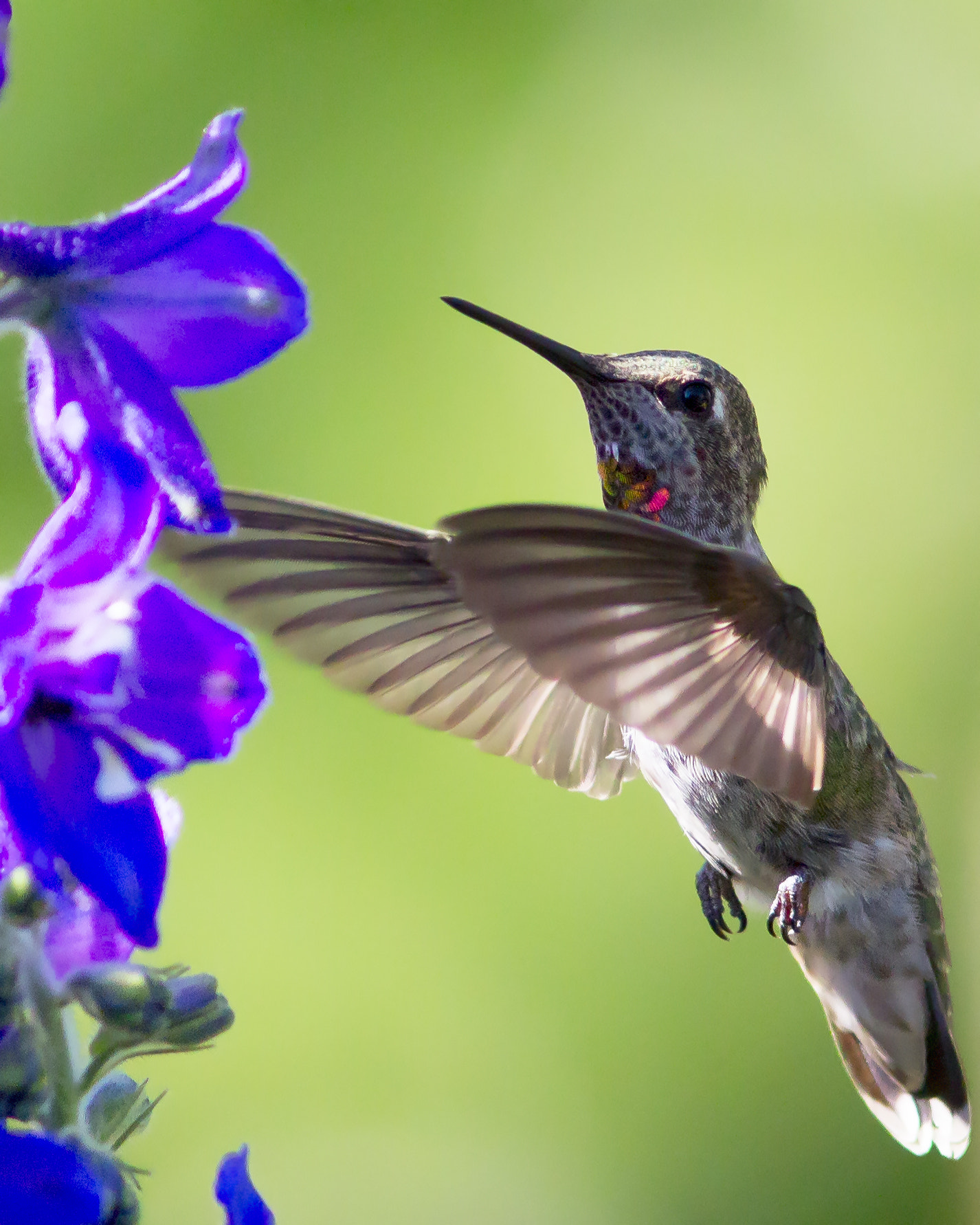 Canon EOS 60D + Canon EF 300mm F4L IS USM sample photo. Anna photography