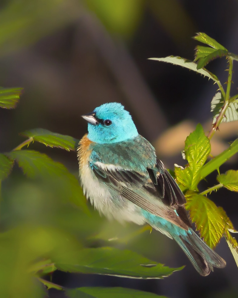 Canon EOS 60D + Canon EF 300mm F4L IS USM sample photo. Lazuli bunting photography