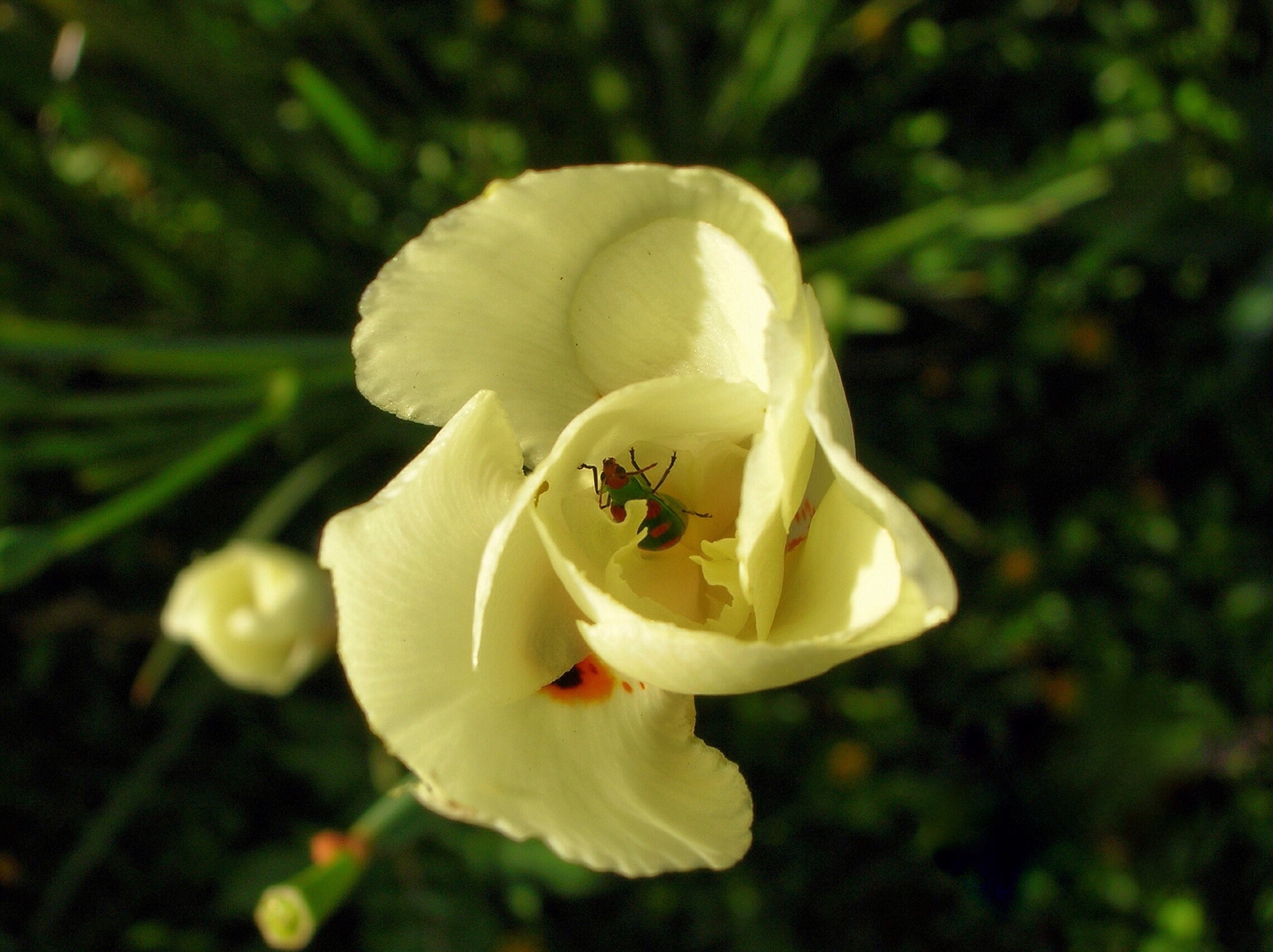 Nikon E4600 sample photo