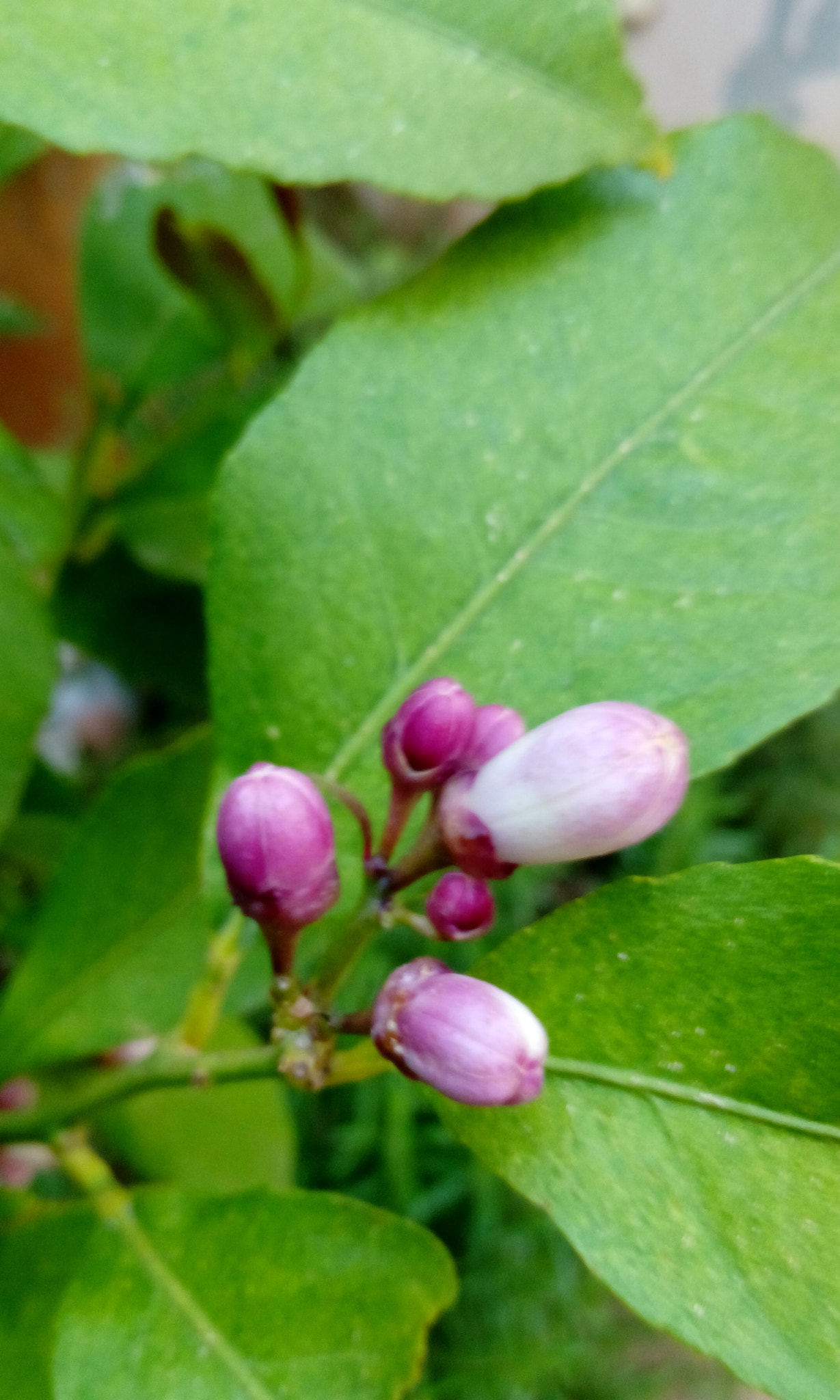 HTC DESIRE 820G PLUS DUAL SIM sample photo
