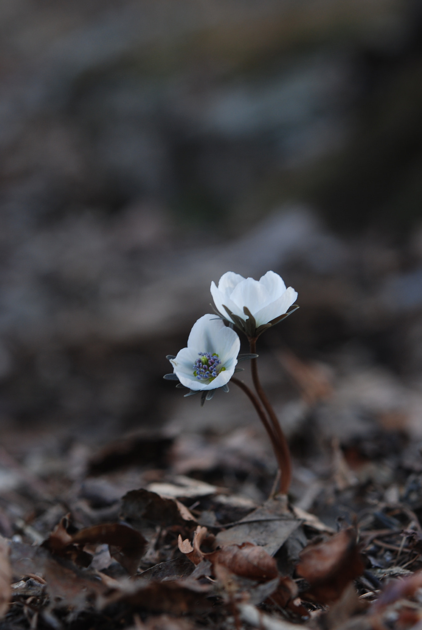 Nikon AF-S Micro-Nikkor 60mm F2.8G ED sample photo. 사본 photography