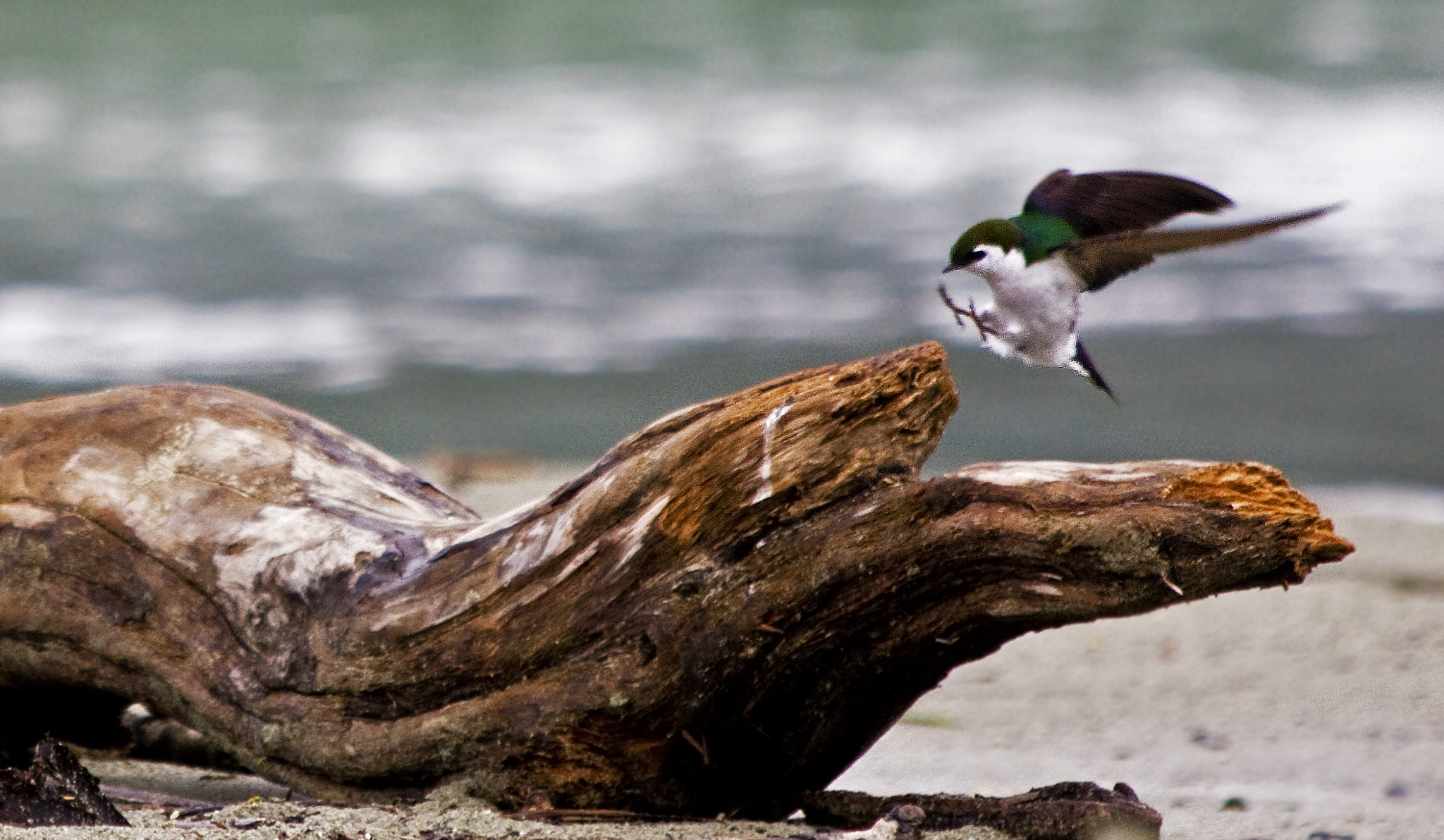 Canon EF 70-300mm F4-5.6 IS USM sample photo