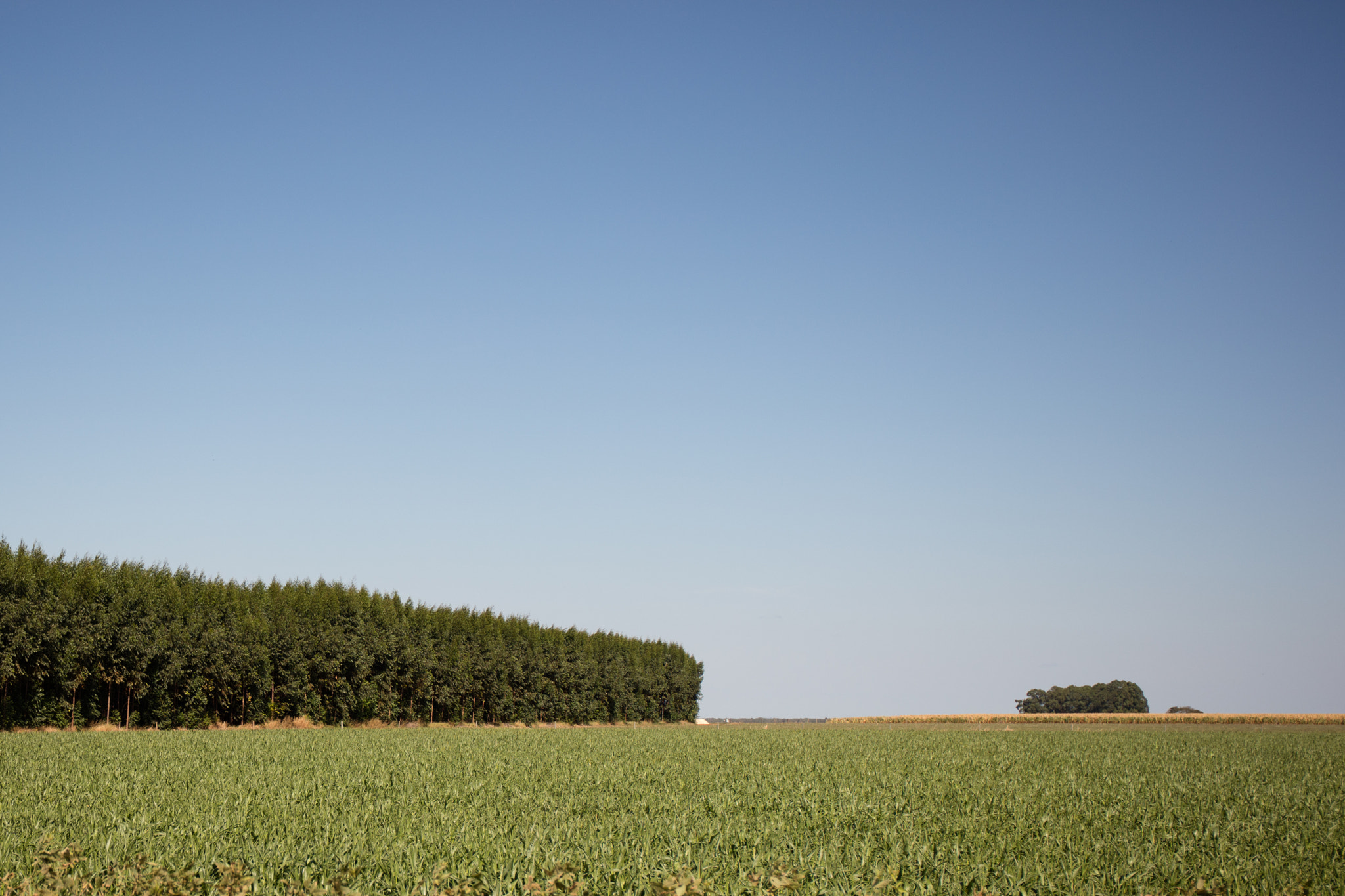 Canon EOS 5DS sample photo. Plantacao goias photography