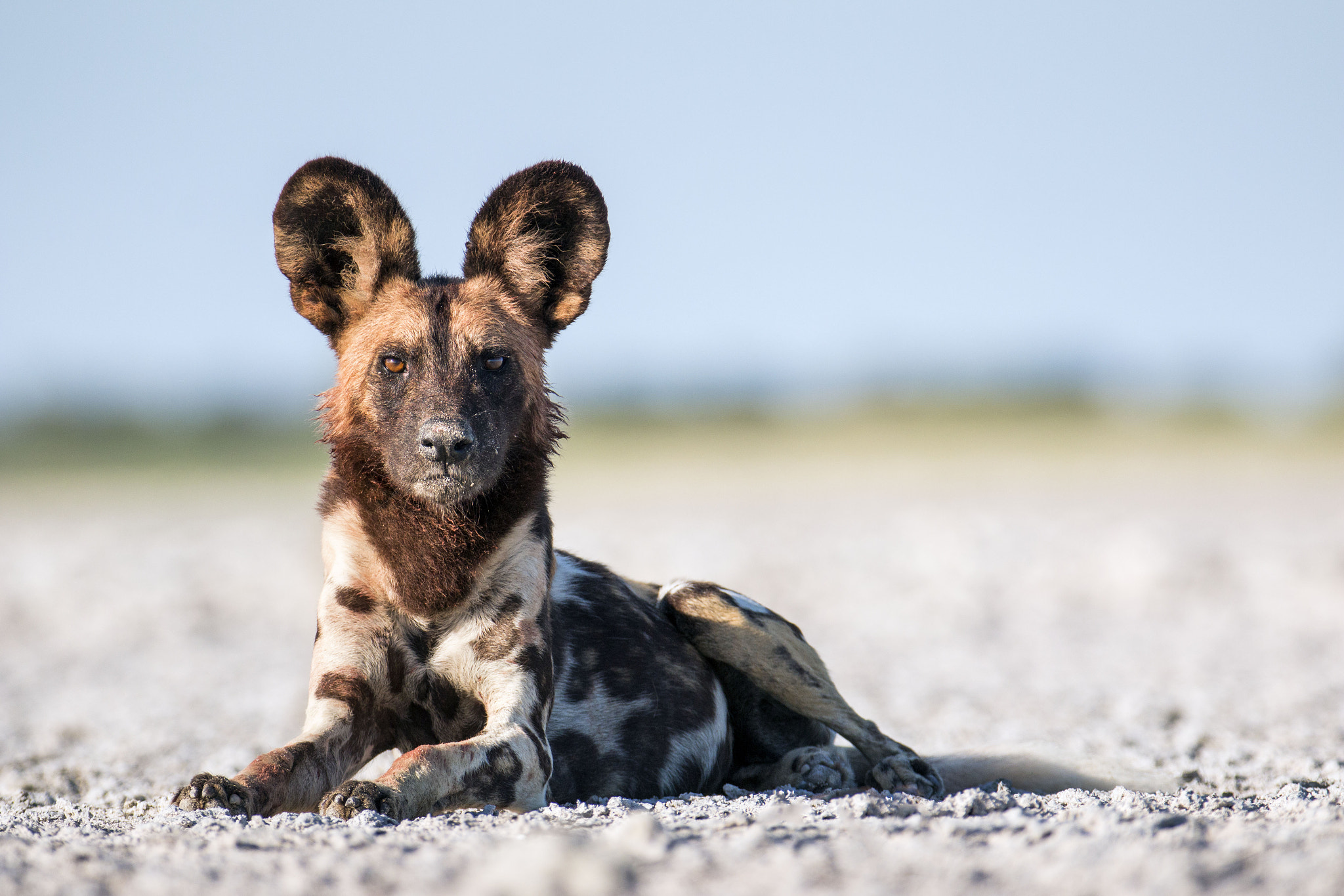 Canon EF 200-400mm F4L IS USM Extender 1.4x sample photo. Wild dog photography