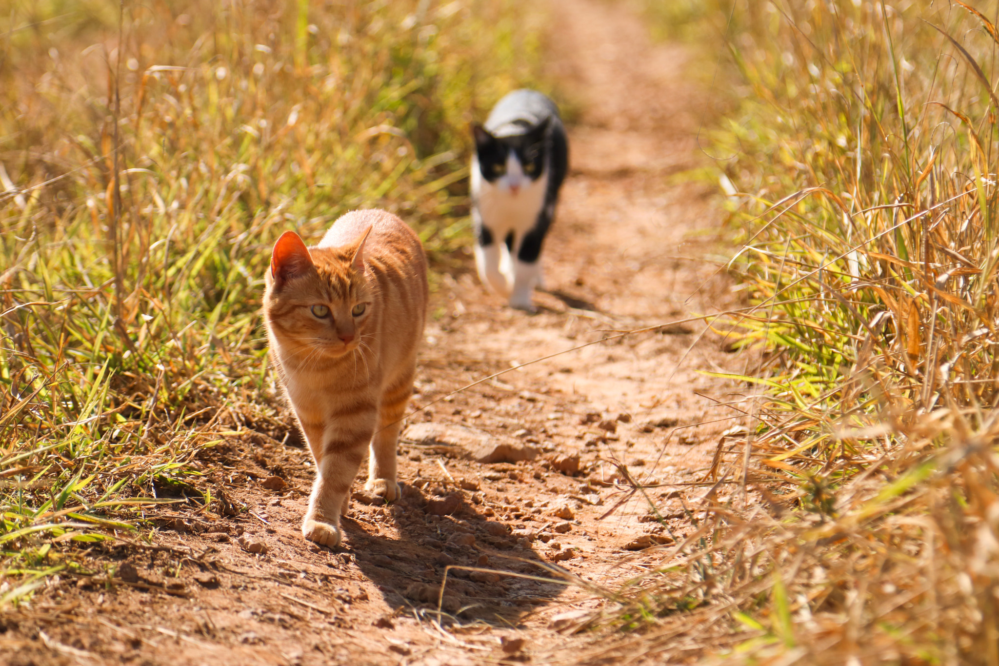 Canon EOS 750D (EOS Rebel T6i / EOS Kiss X8i) sample photo. Merida e mishi photography