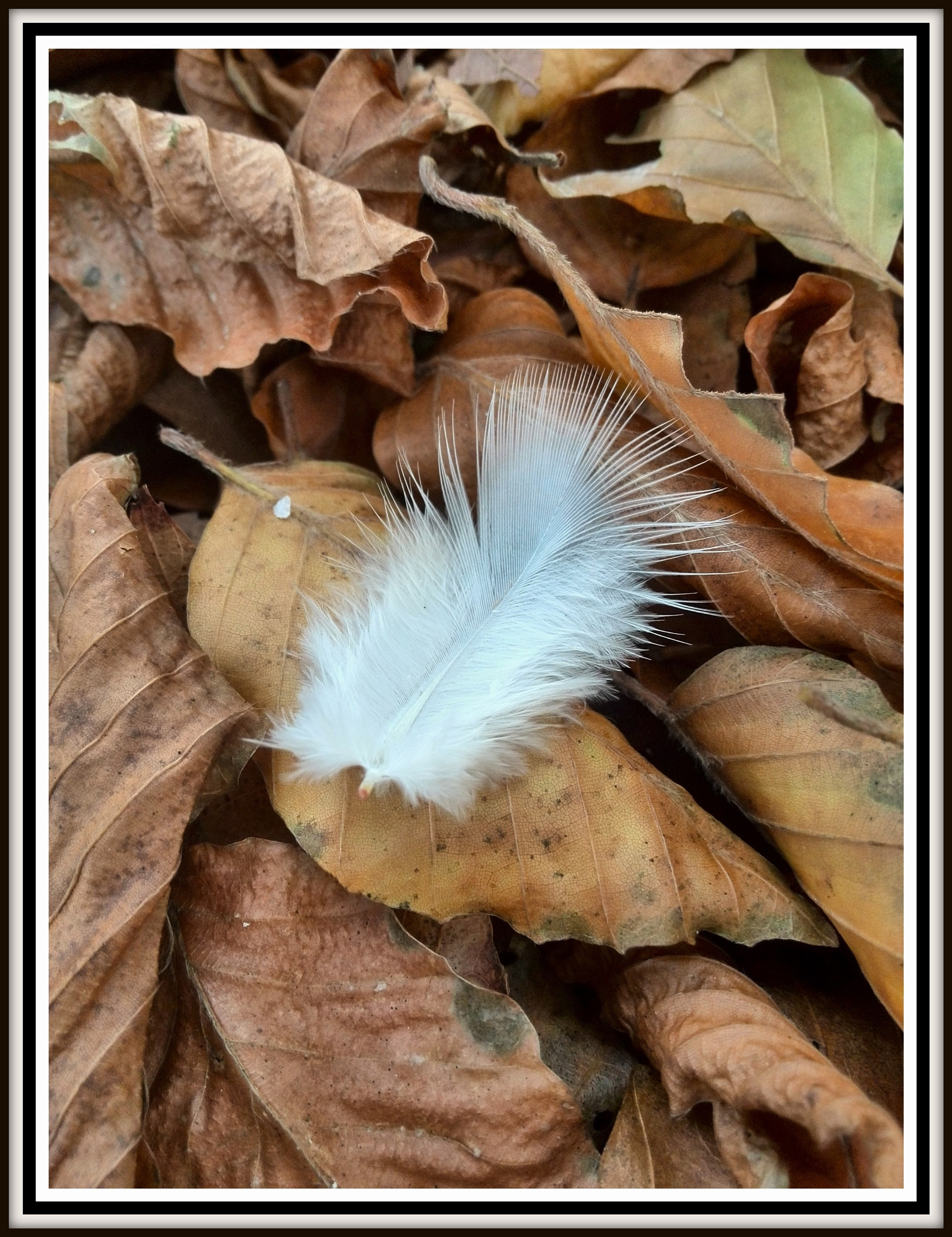 HUAWEI P6-U06 sample photo