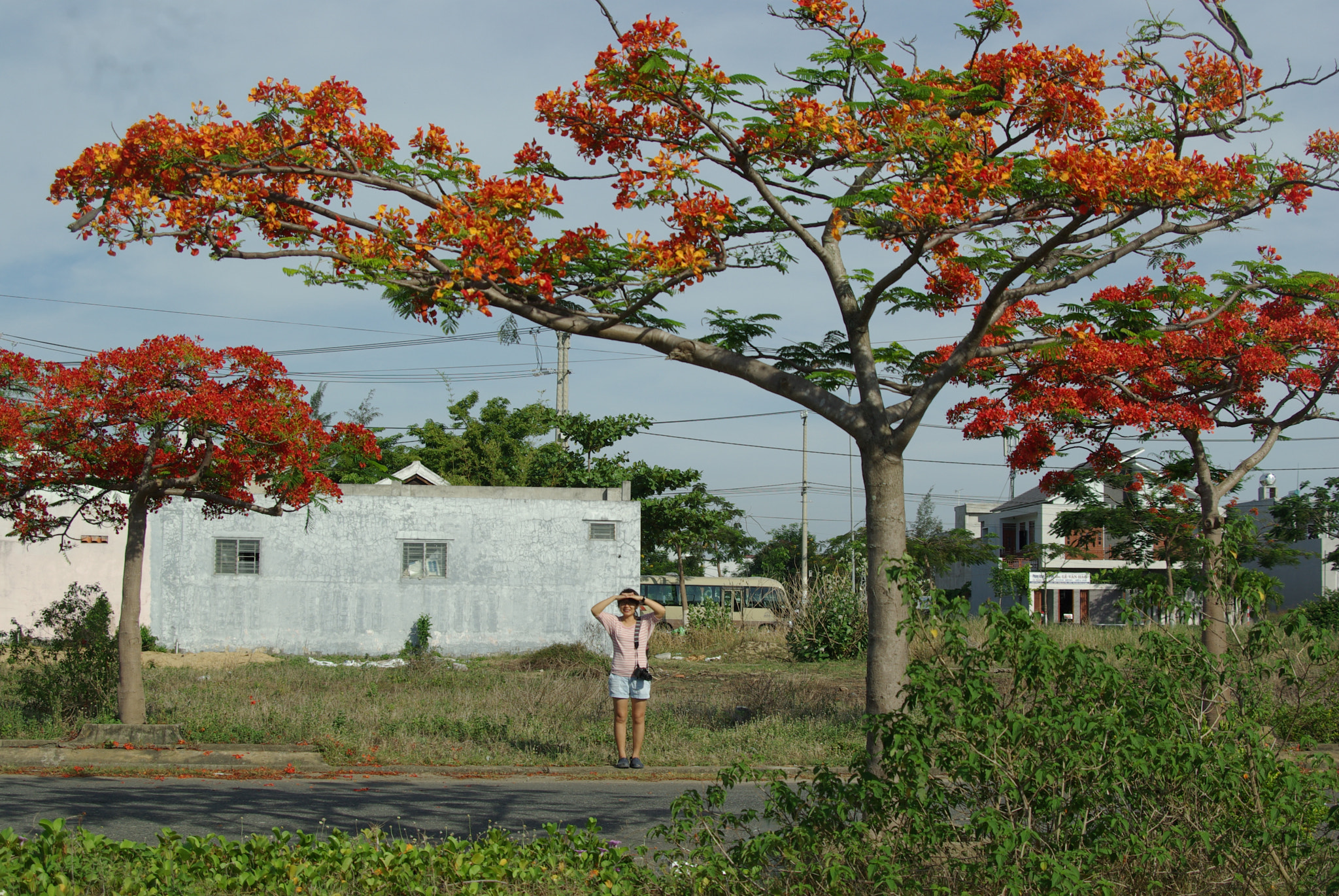 Pentax K10D + A Series Lens sample photo. Me surrounded by flamebyant trees photography